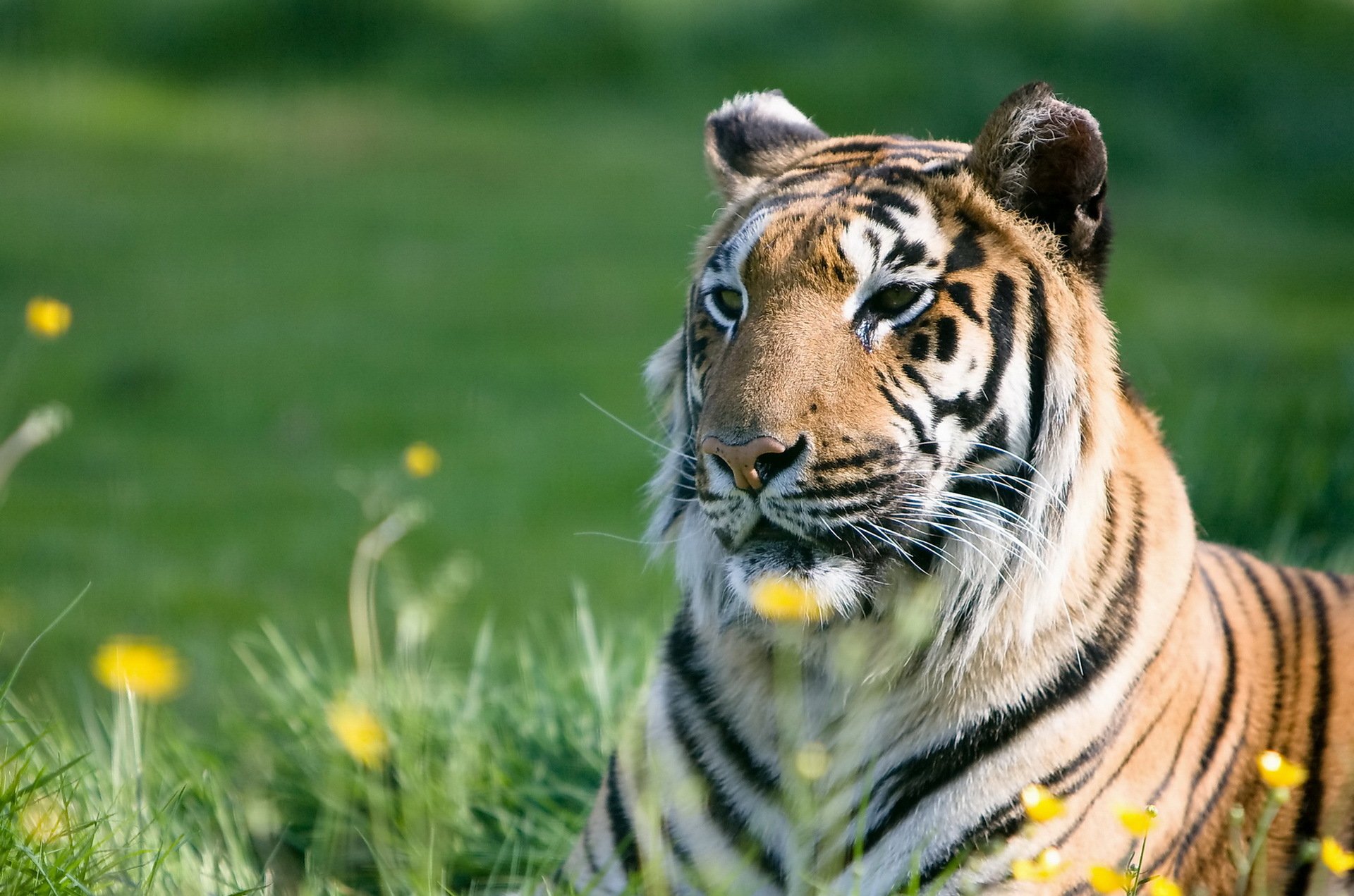 tigre hocico depredador rayas verano hierba