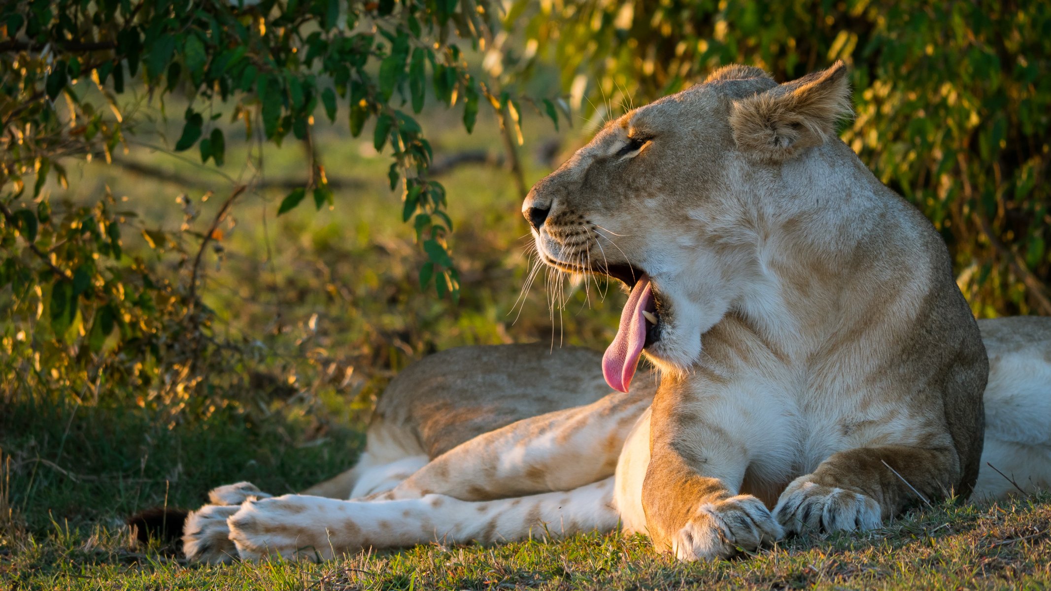 lion lionne gueule langue