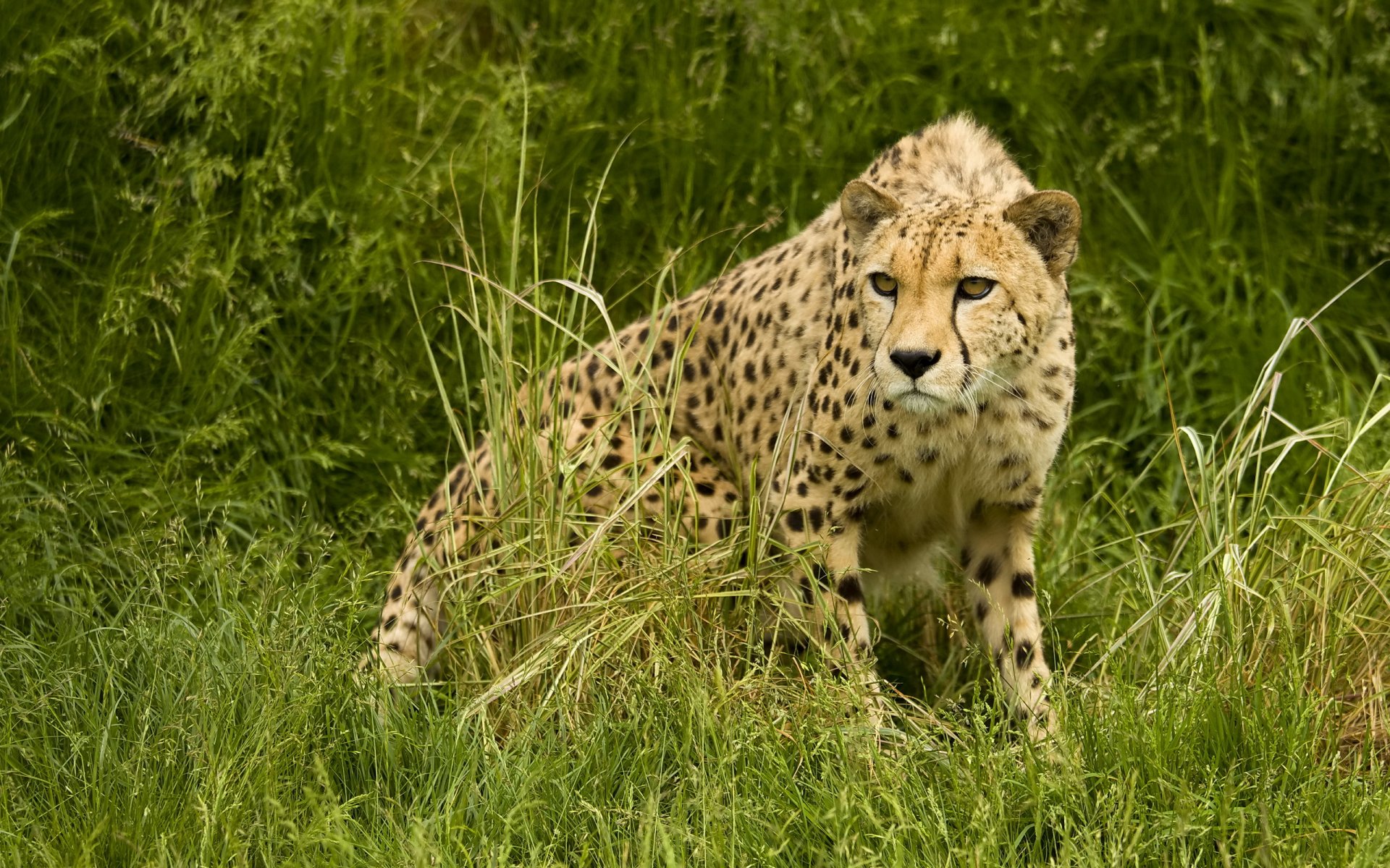 guépard savane prédateur chasse