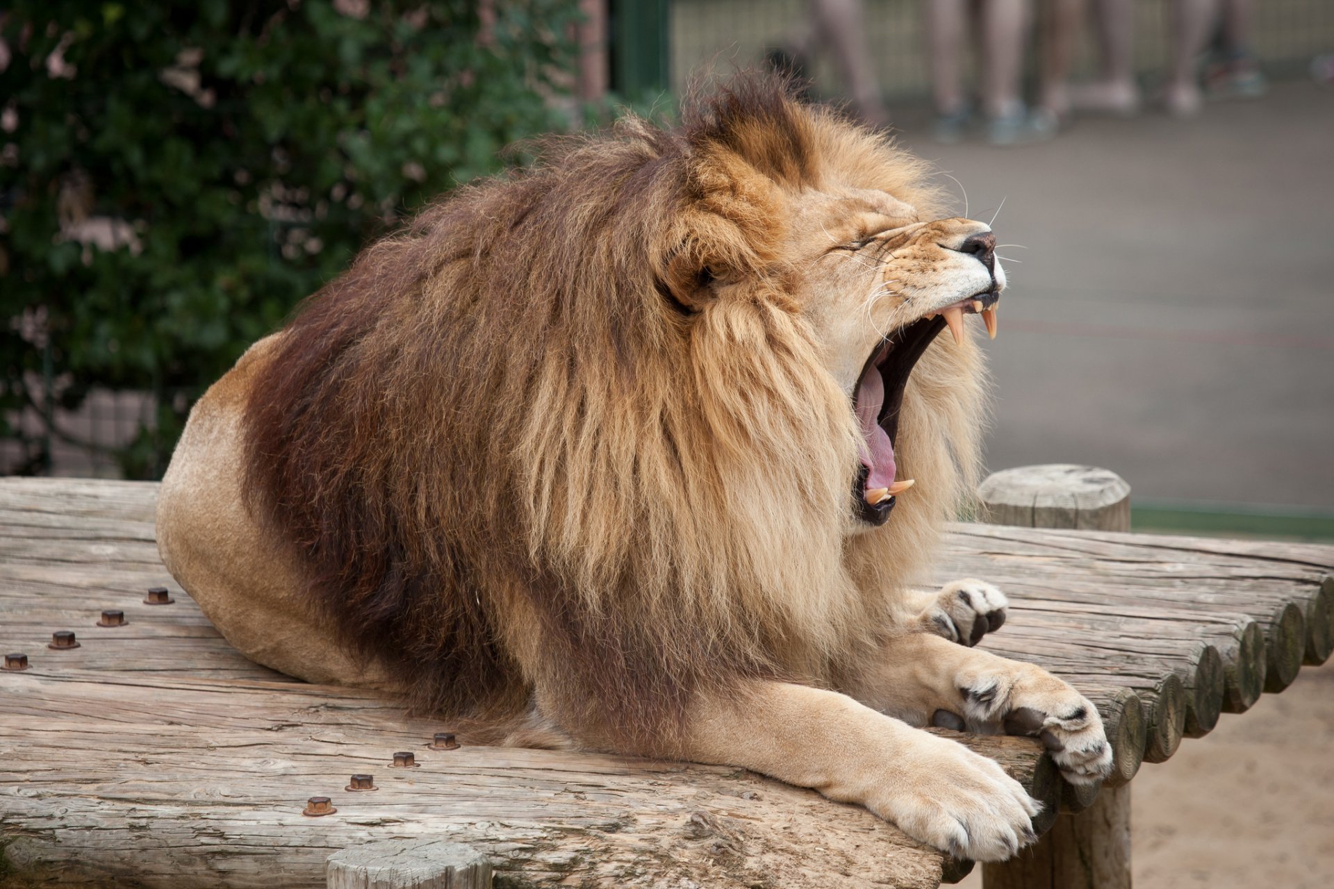 leo mane cat fall fangs yawn