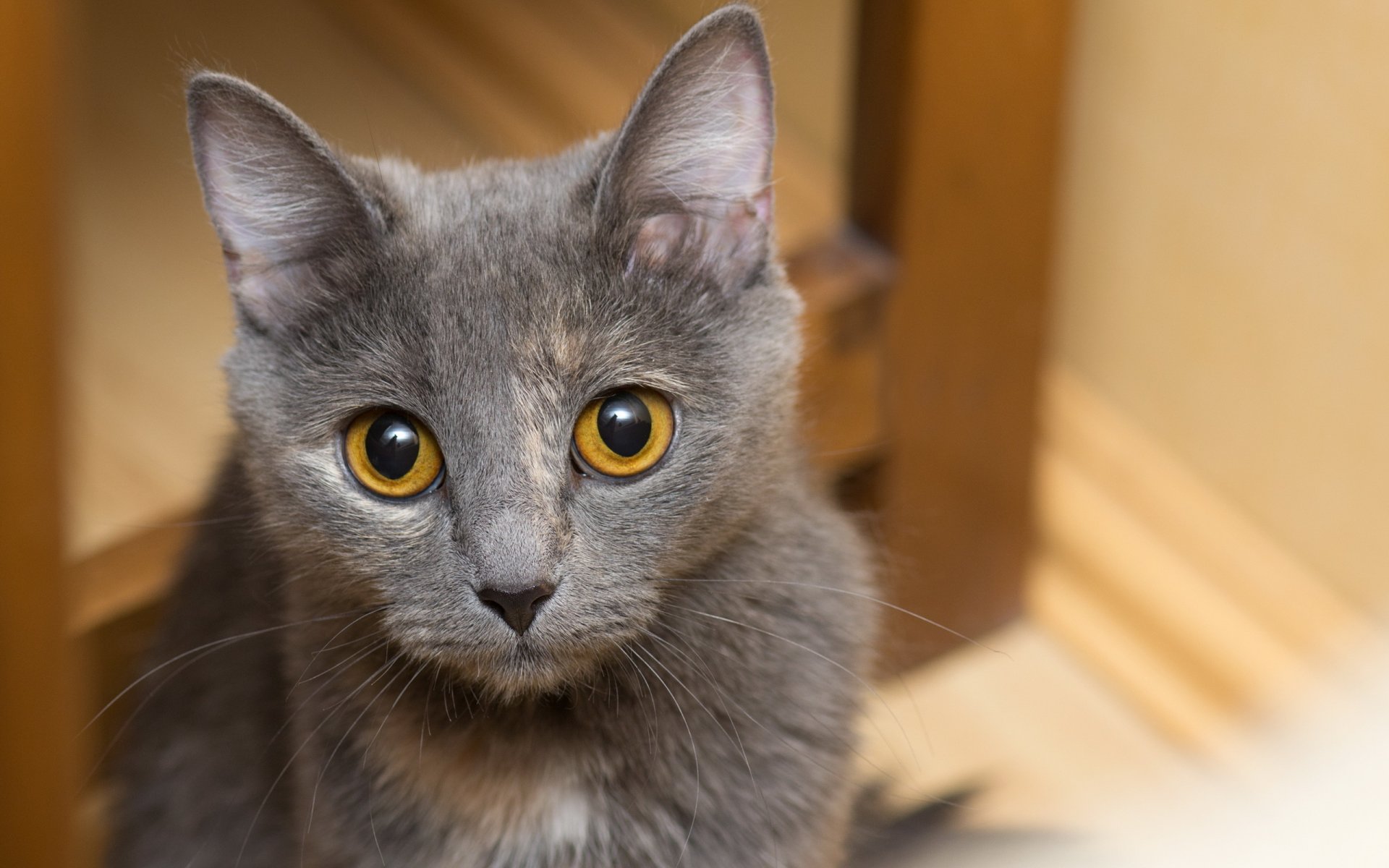 regard yeux chat chat gris moustache oreilles