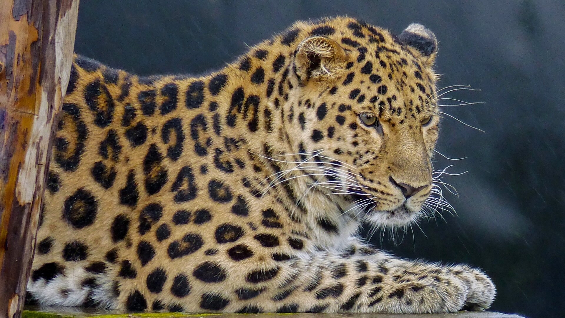 léopard chat sauvage portrait