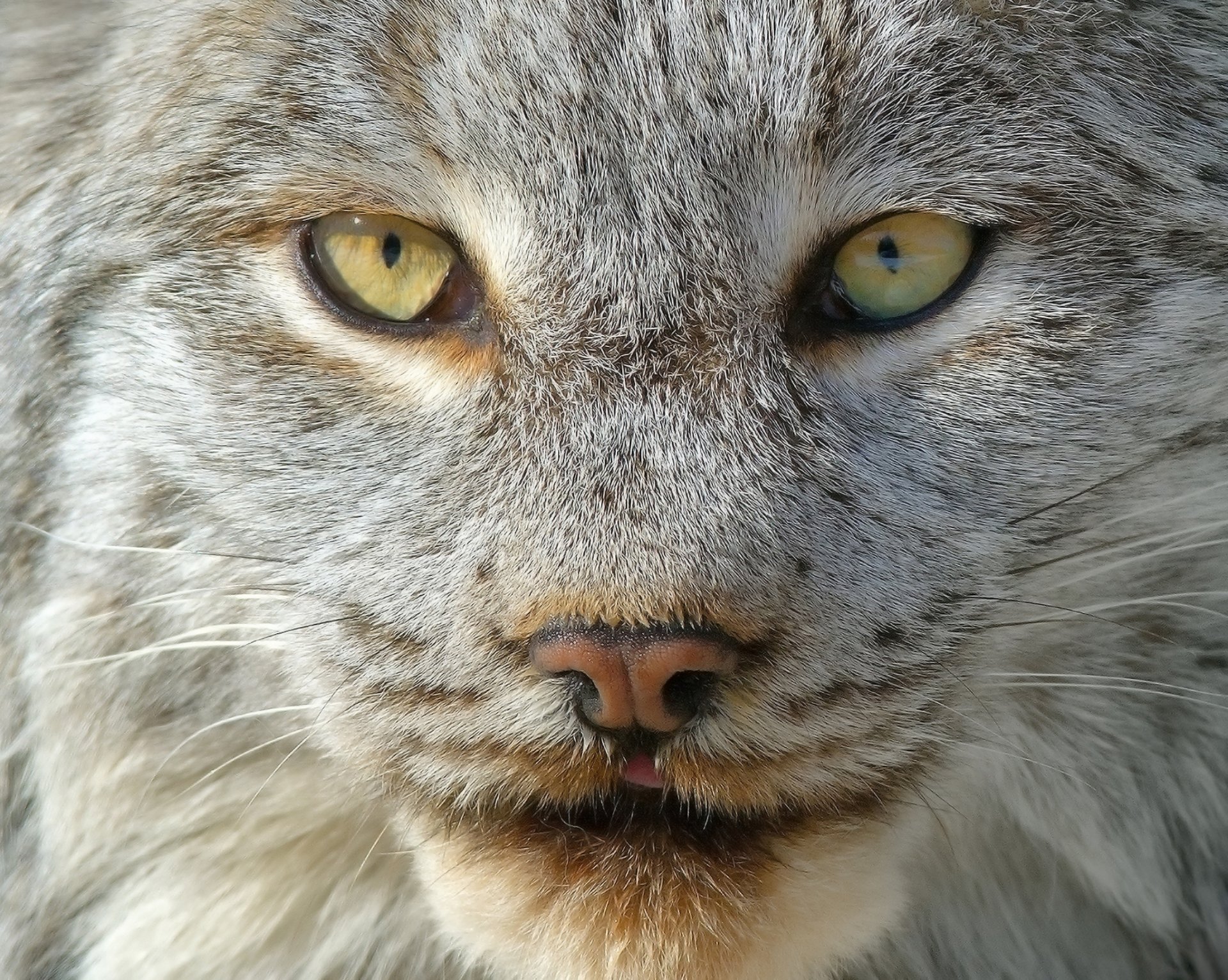 lince retrato hocico lana mirada luz