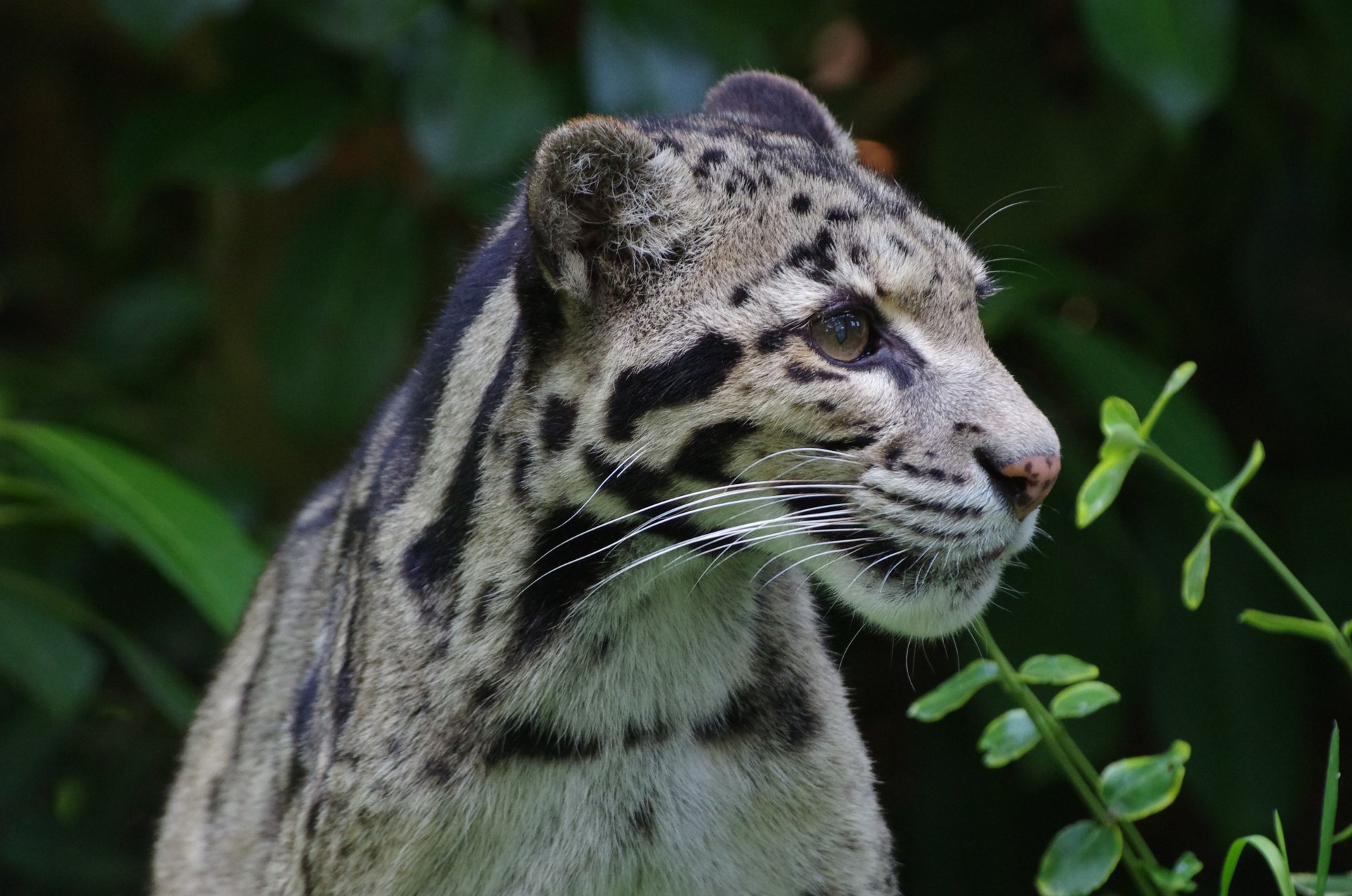 leopardo ahumado gato salvaje color mirada depredador naturaleza