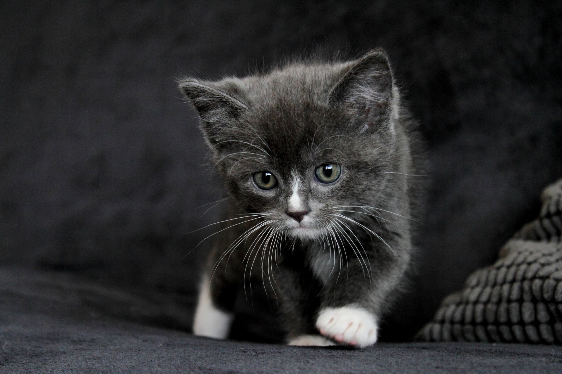 chat bébé