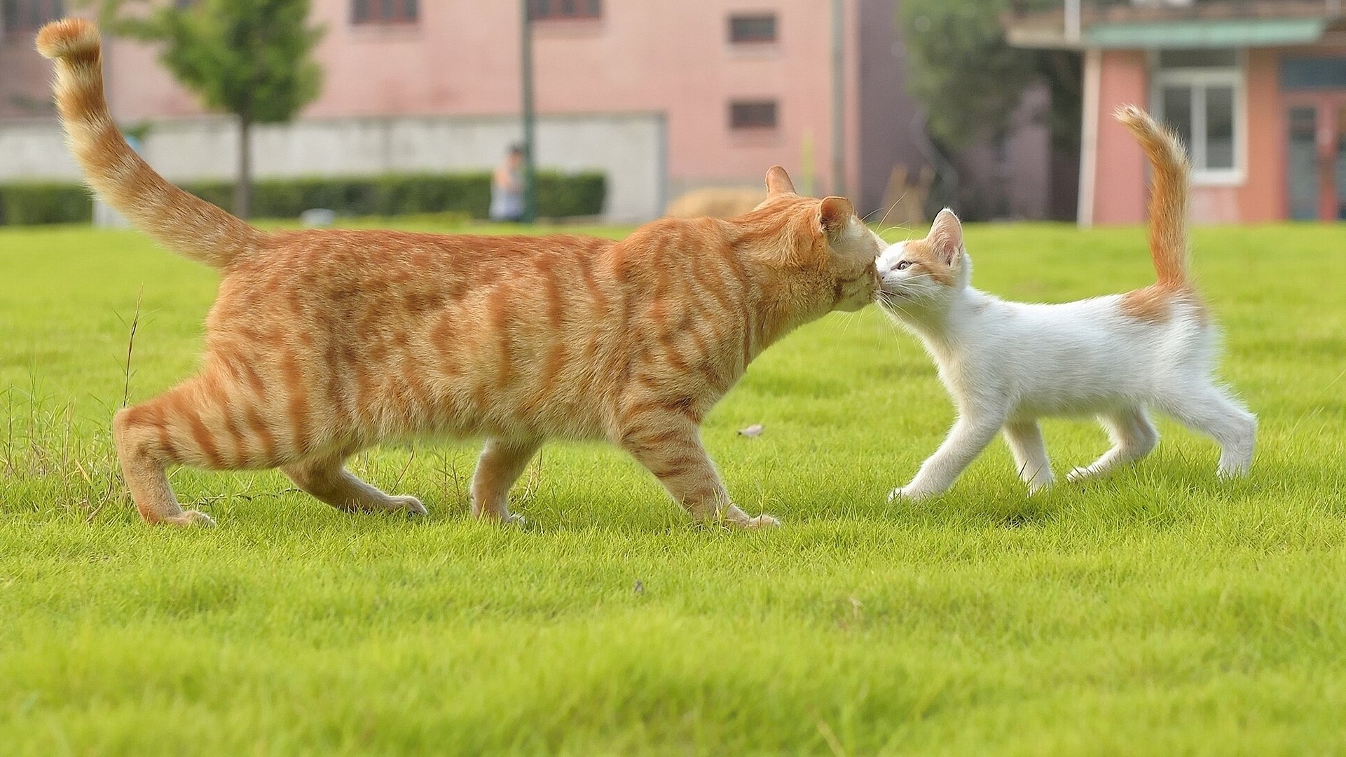 chat chat connaissance