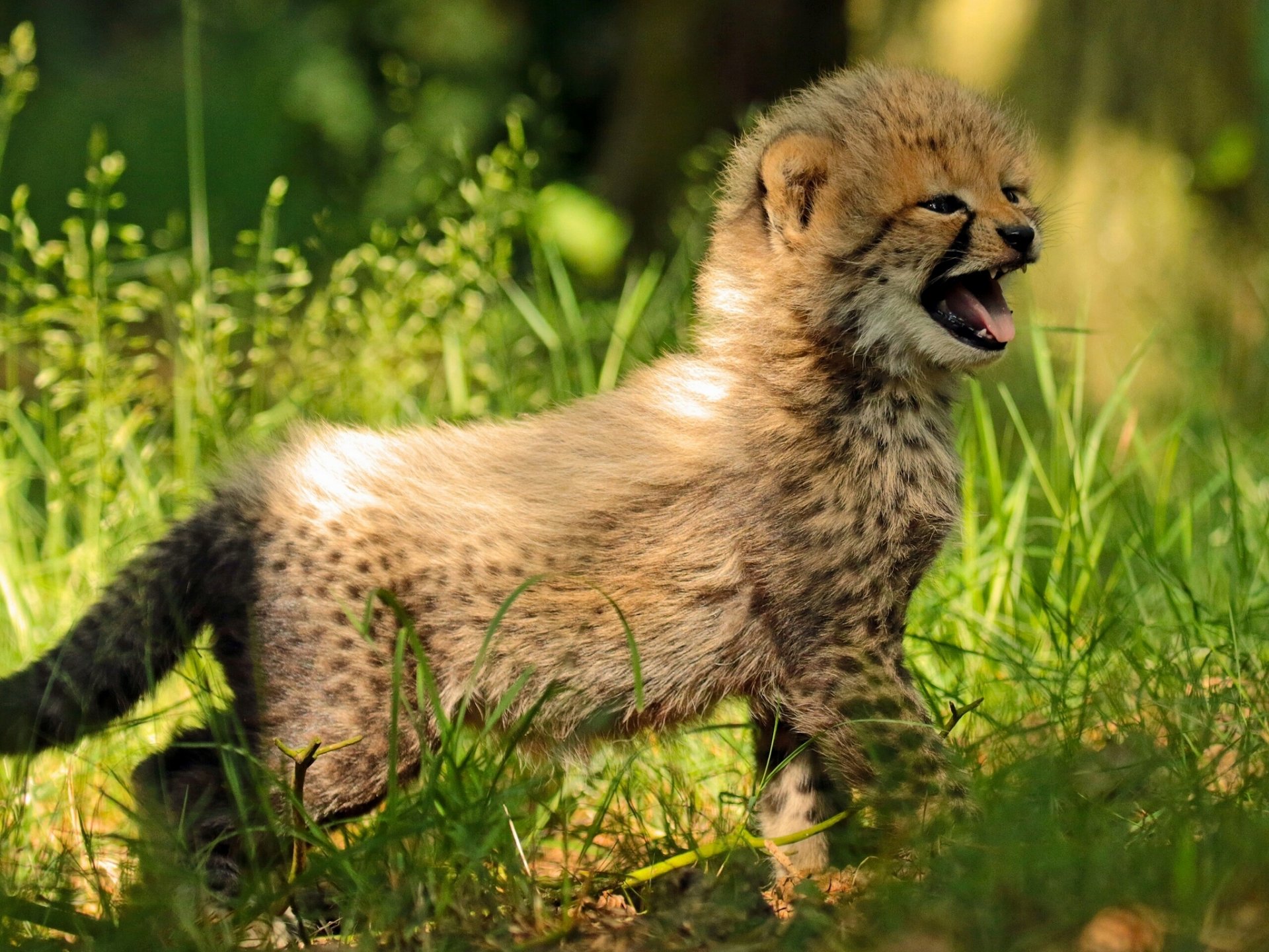 guépard enfant herbe