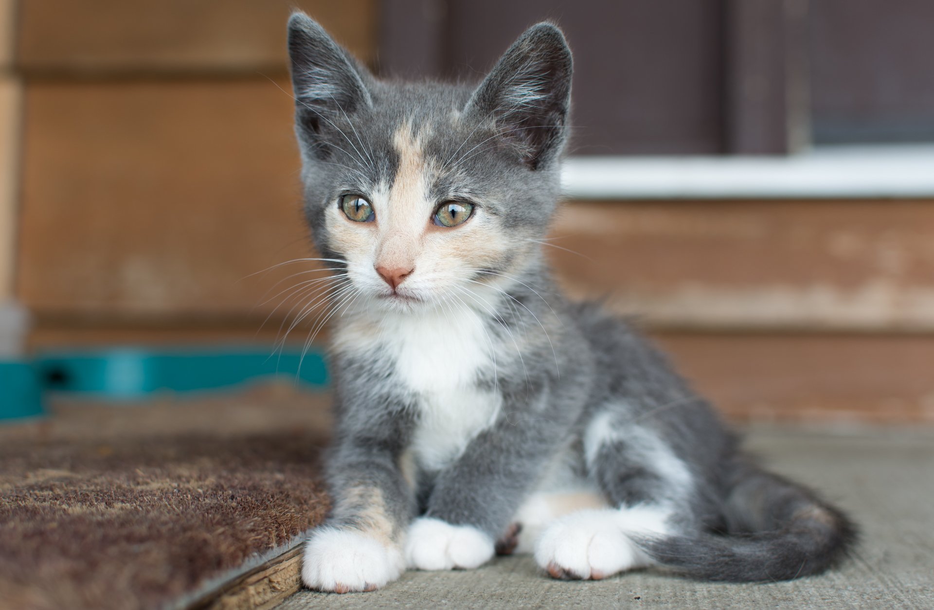 bébé museau regard