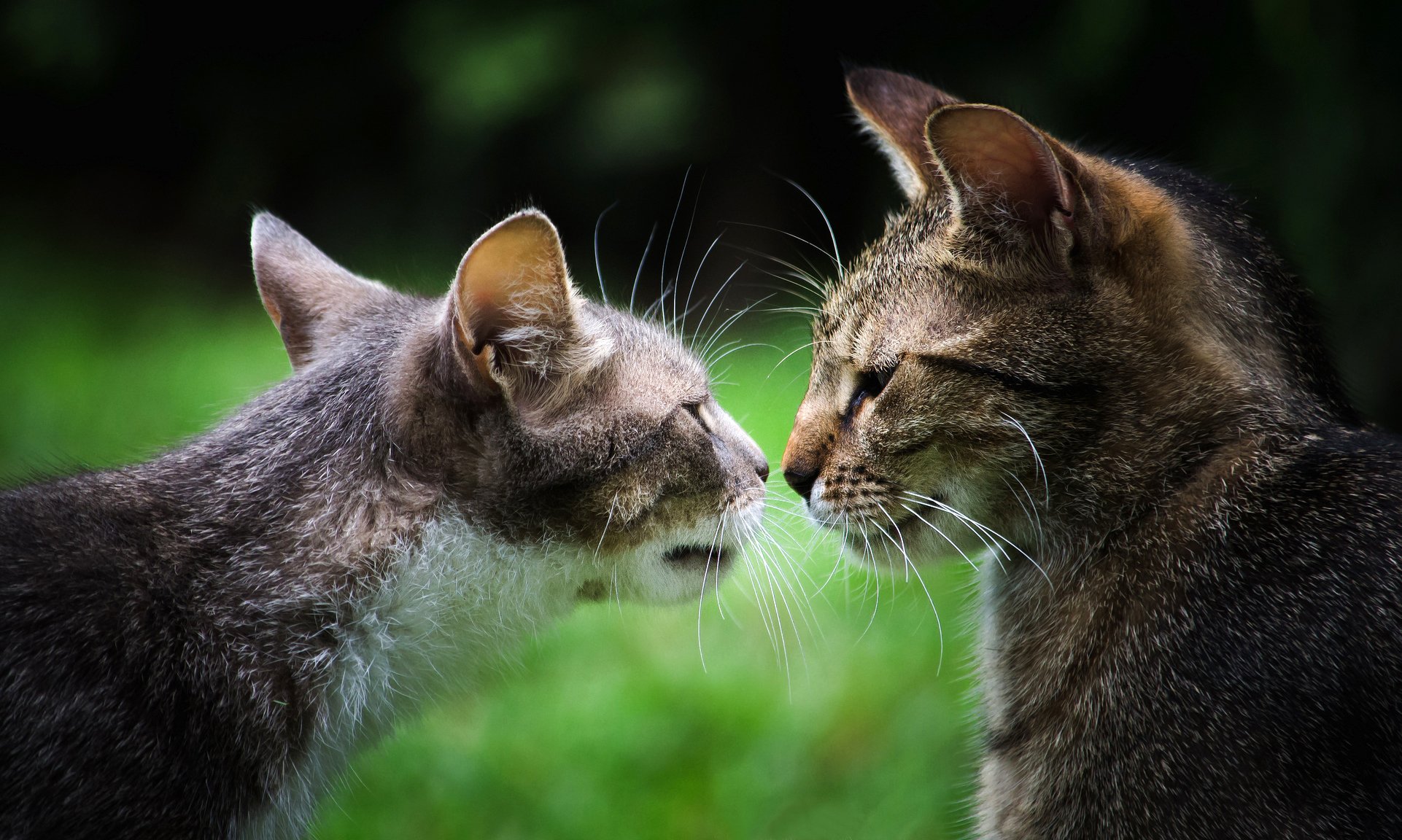 gatti grigi musi due coppia