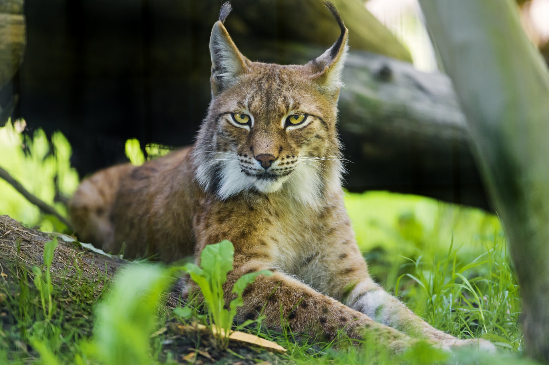 lynx le chat ©tambako the jaguar