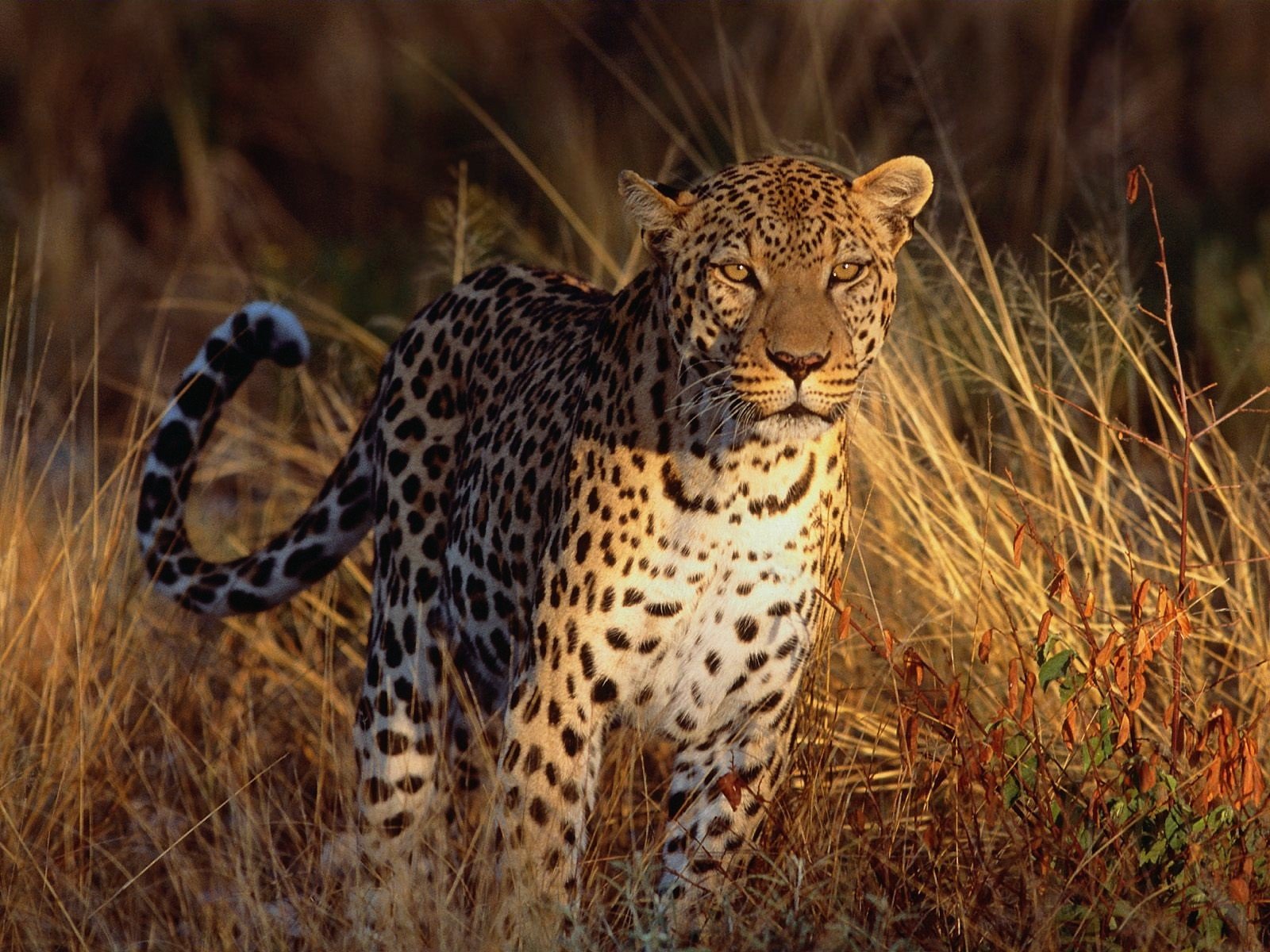 léopard herbe vue