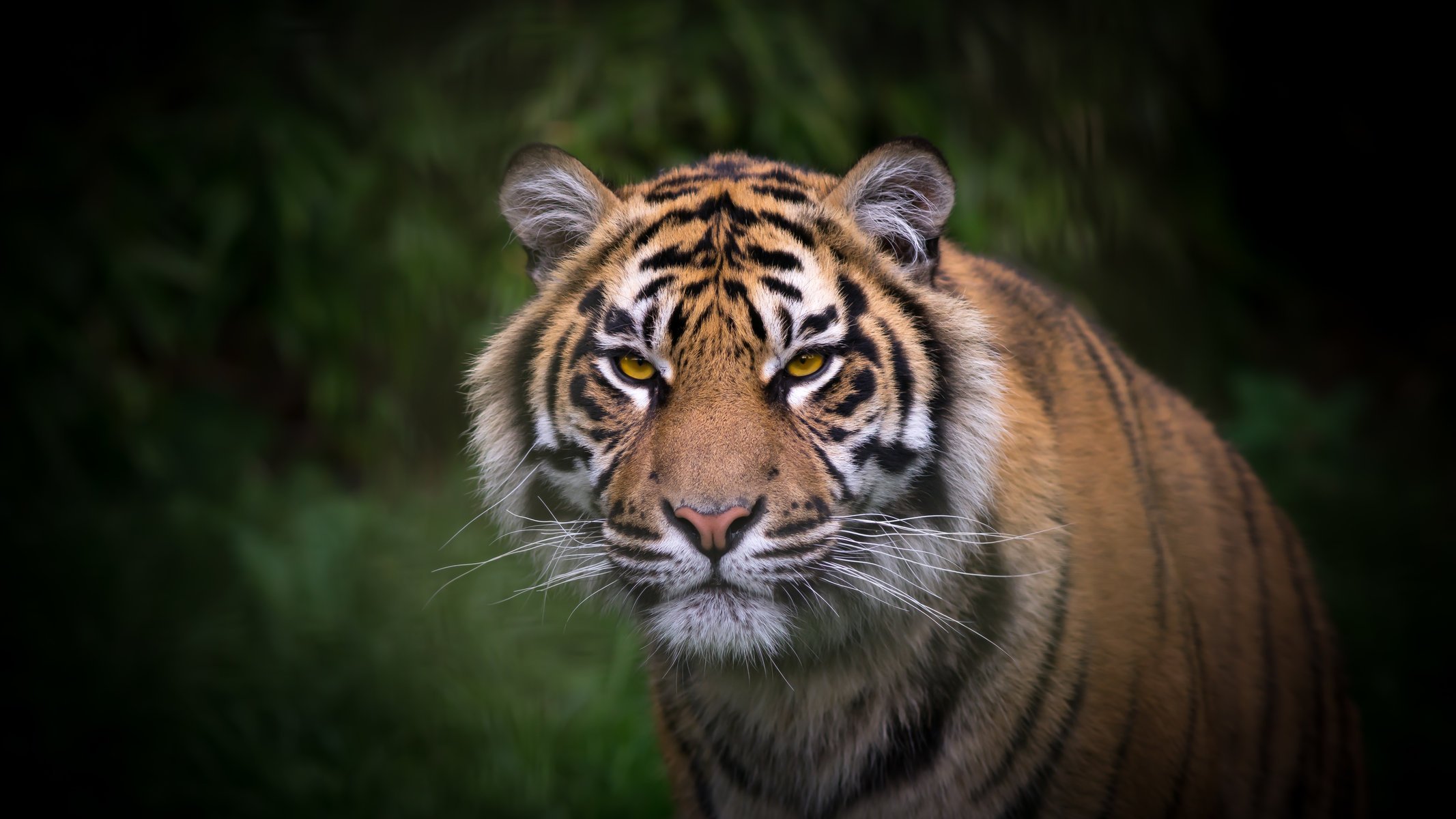 tiger schnauze blick