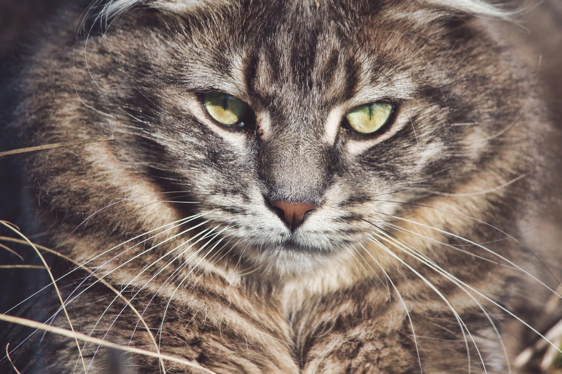 forest cat forest cat muzzle mustache look