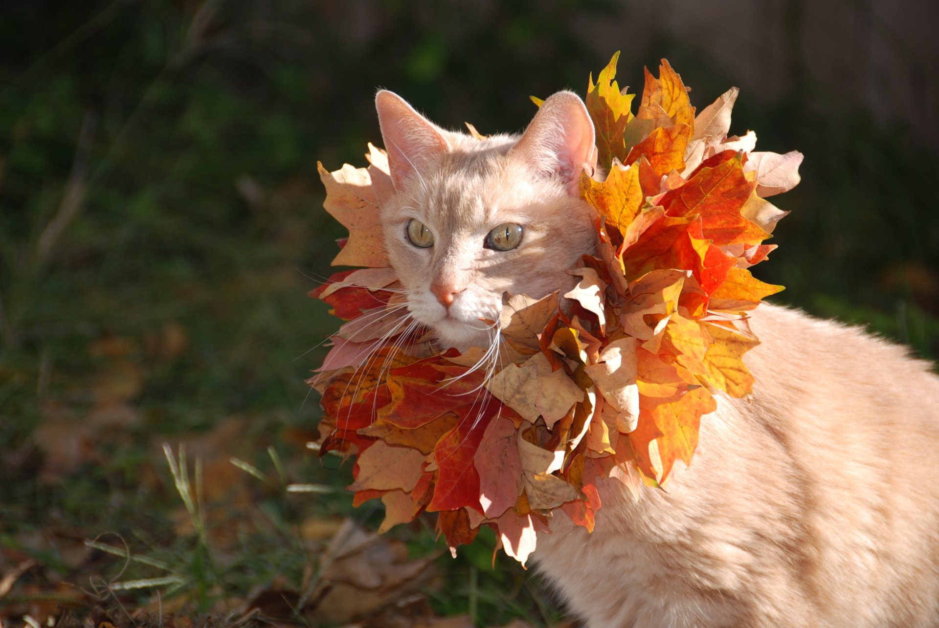 chat chat feuilles