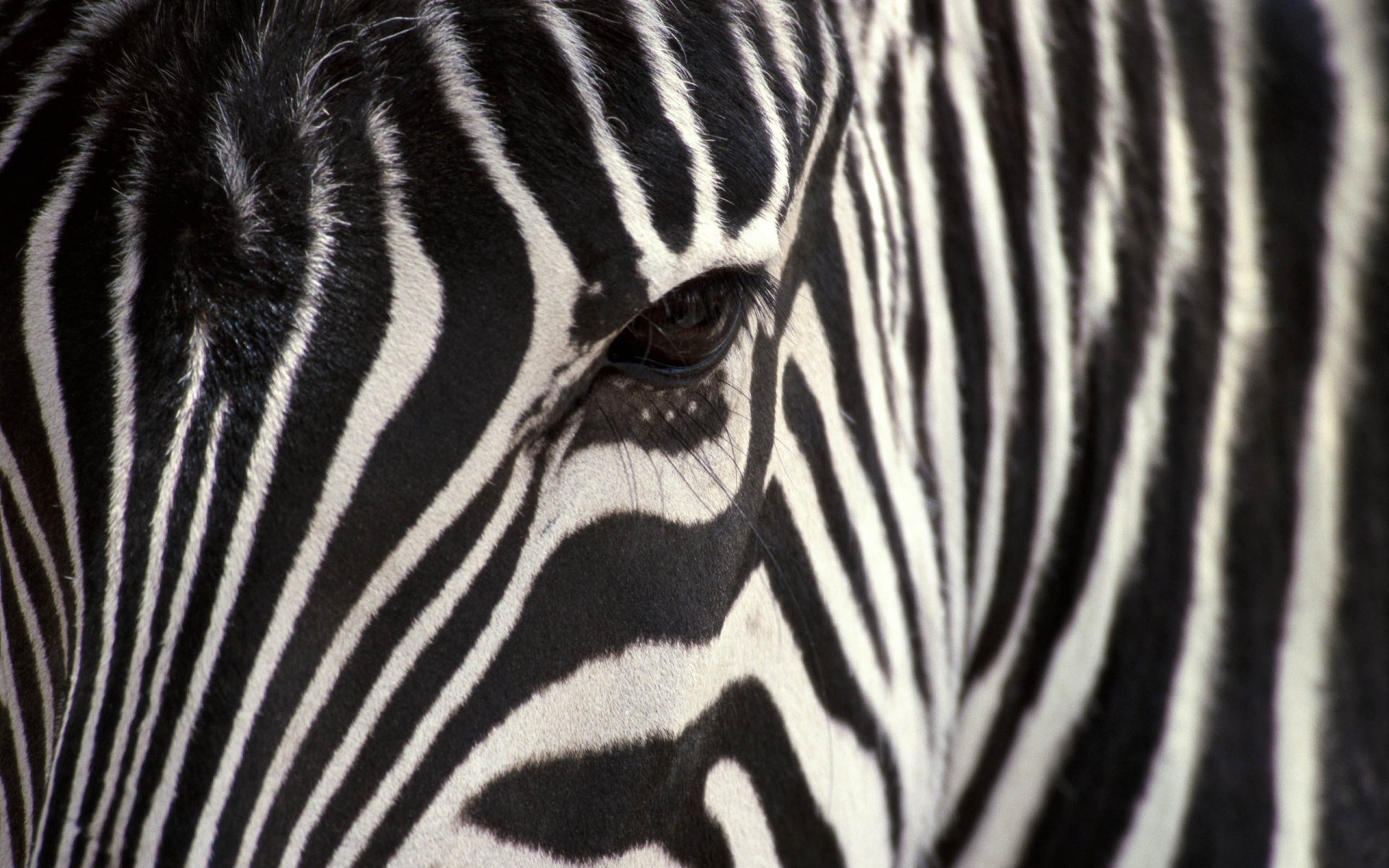 zebra streifen schwarz weiß