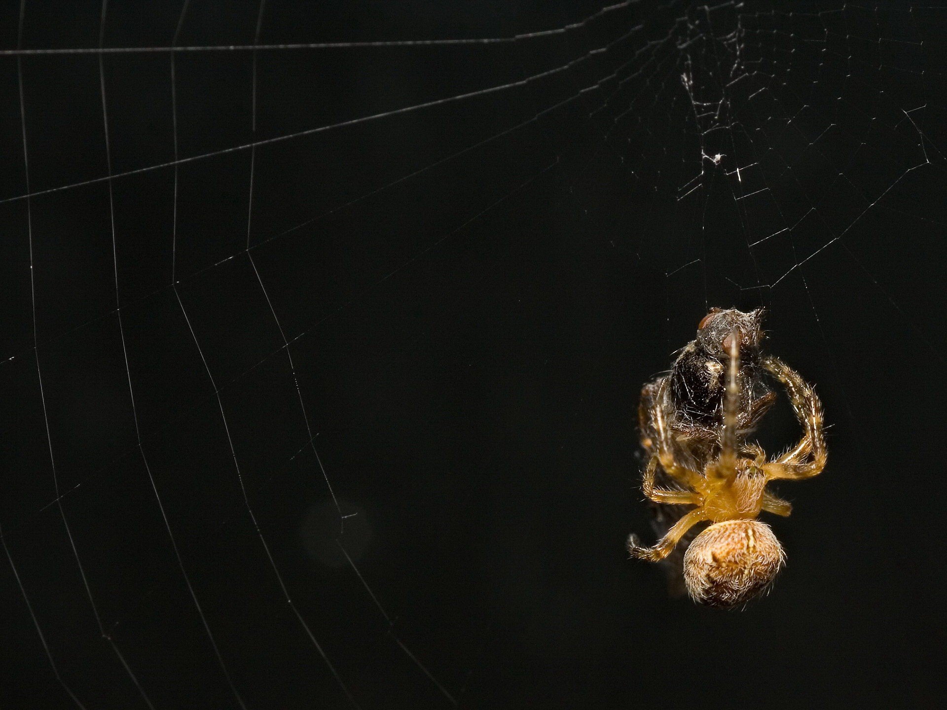 spinne spinnennetz opfer