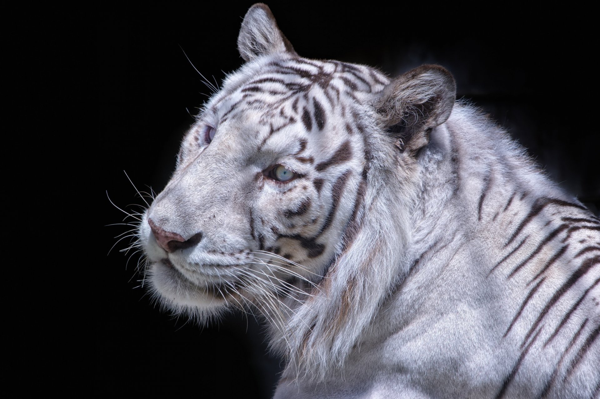 weißer tiger wildkatze schnauze dunkler hintergrund