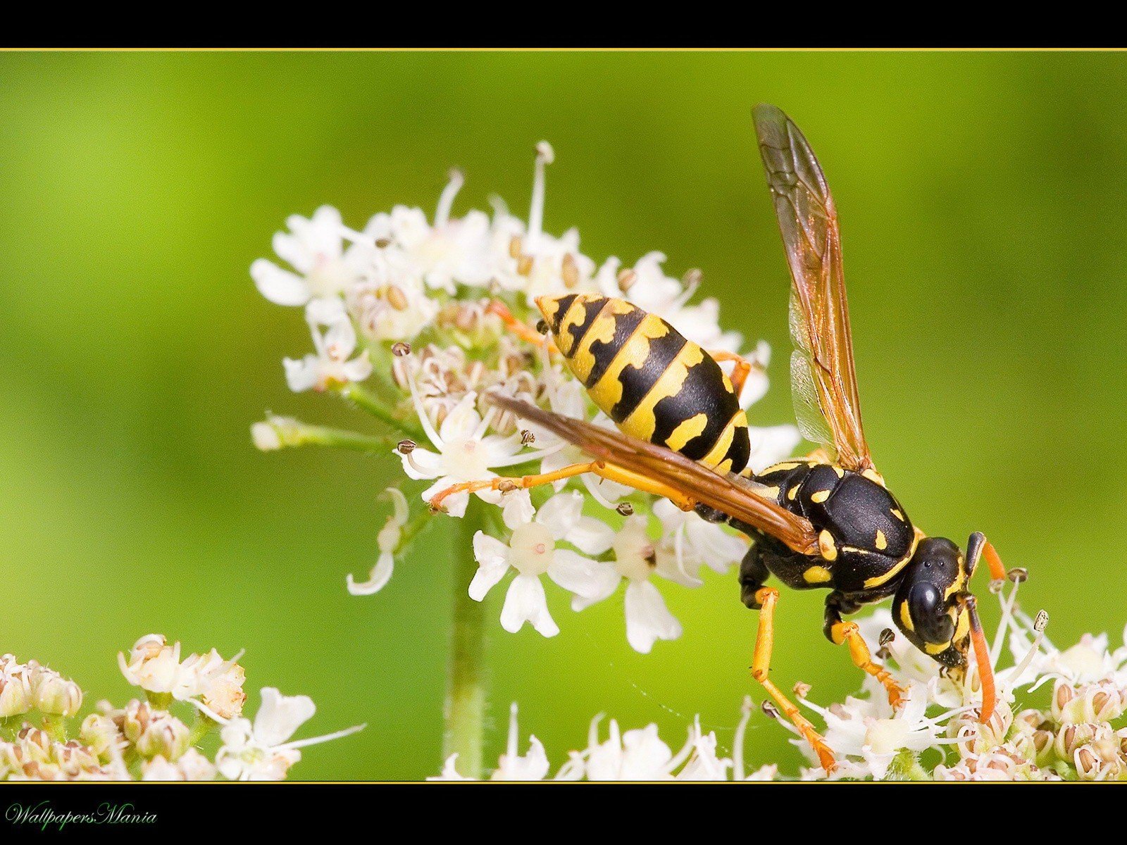 fleur verdure abeille