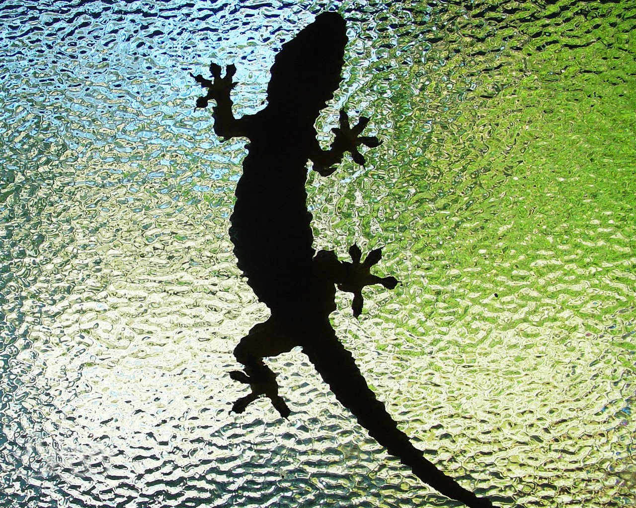 lézard verre silhouette