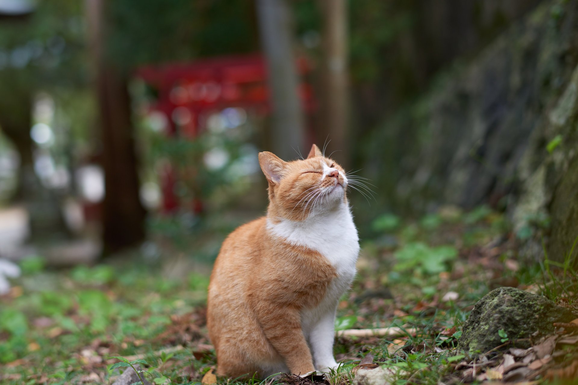 ginger cat pleasure pleasure