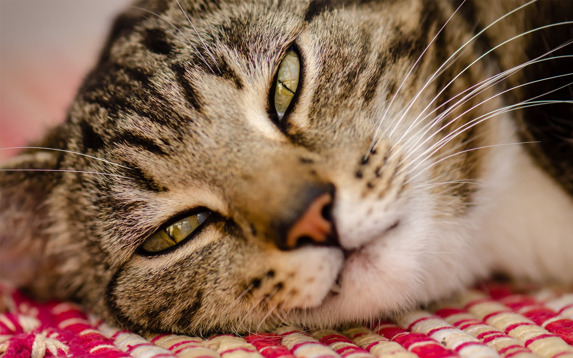 cat face close up