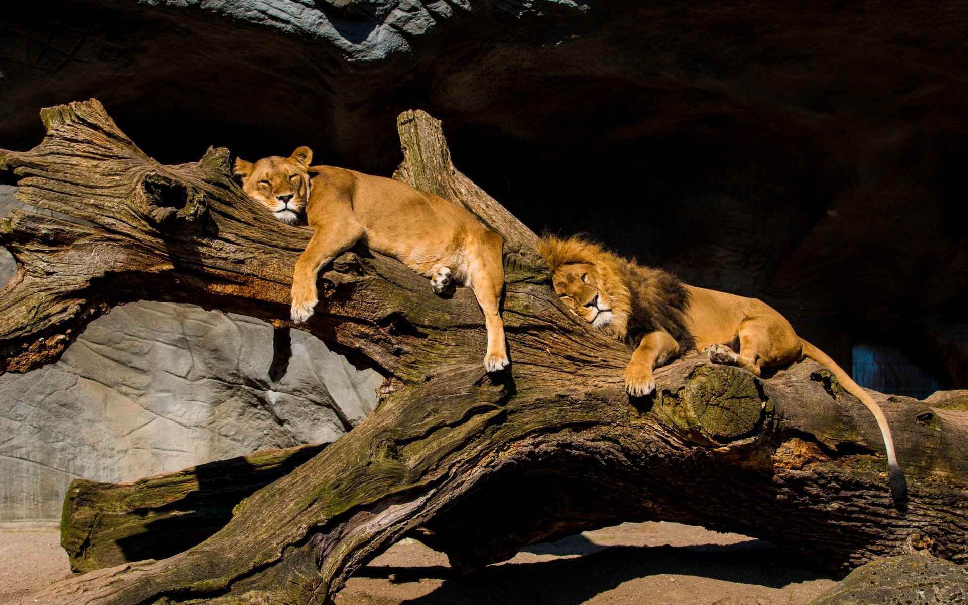 leones león leona pareja descanso relax tronco