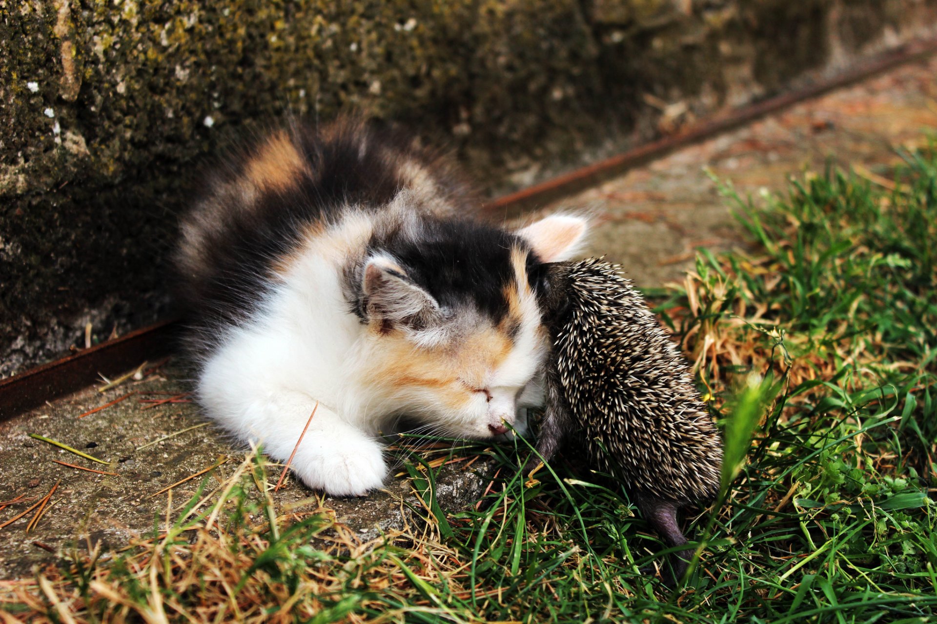 chaton hérisson rencontres enfant