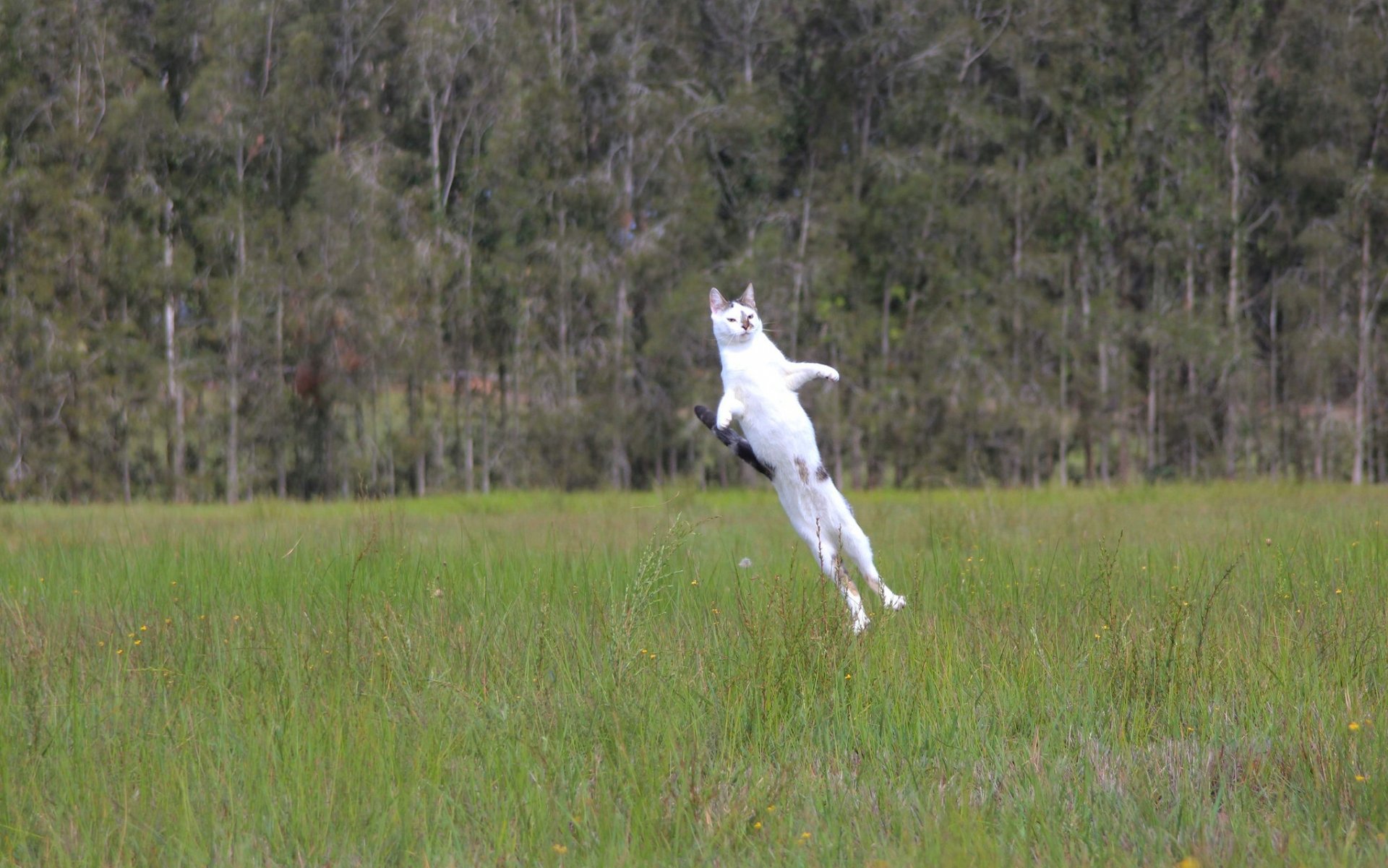 rocket cat cat-rocket start normal flight cat cat jump meadow gra