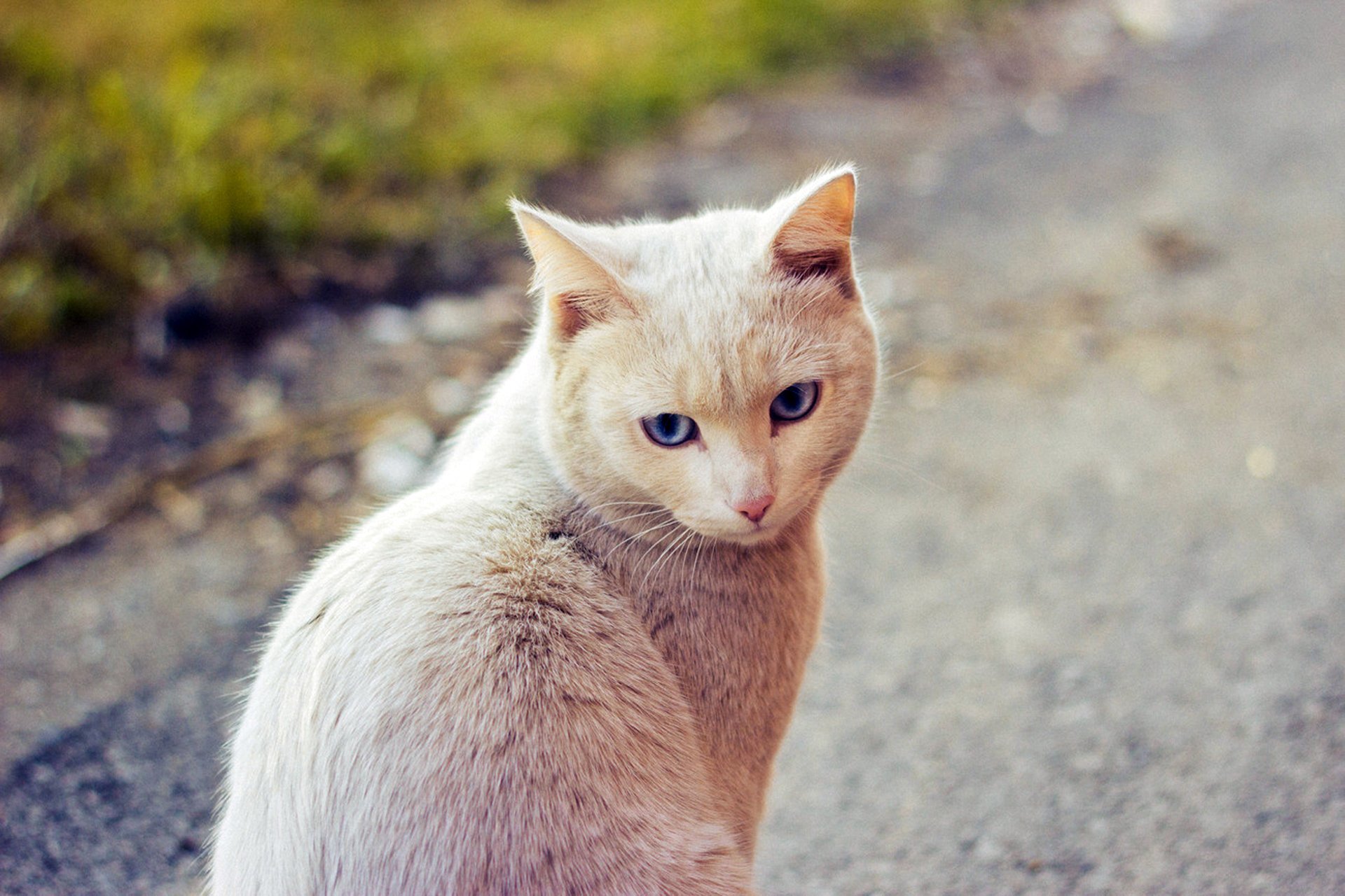 gatto lana sguardo natura