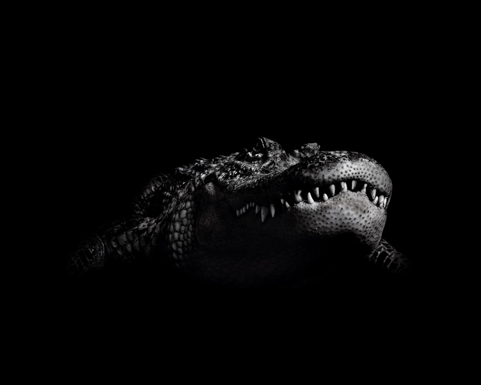 noir et blanc crocodile