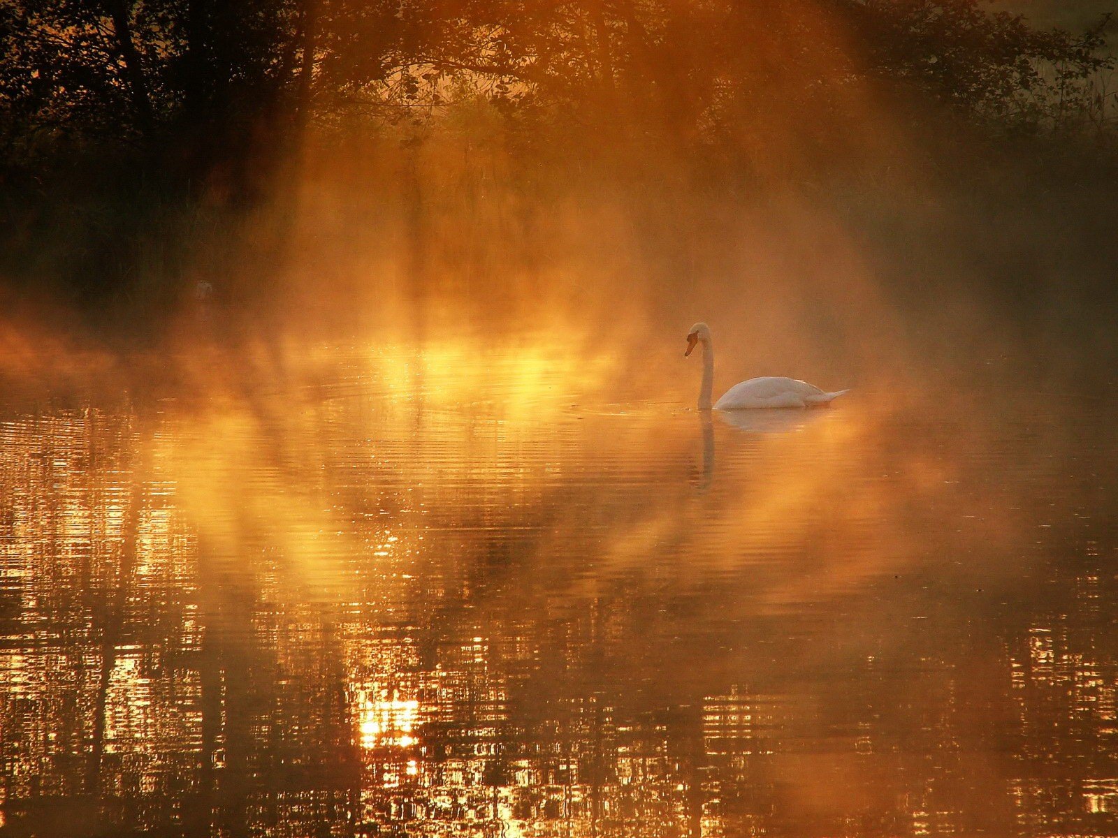 cigno nebbia lago