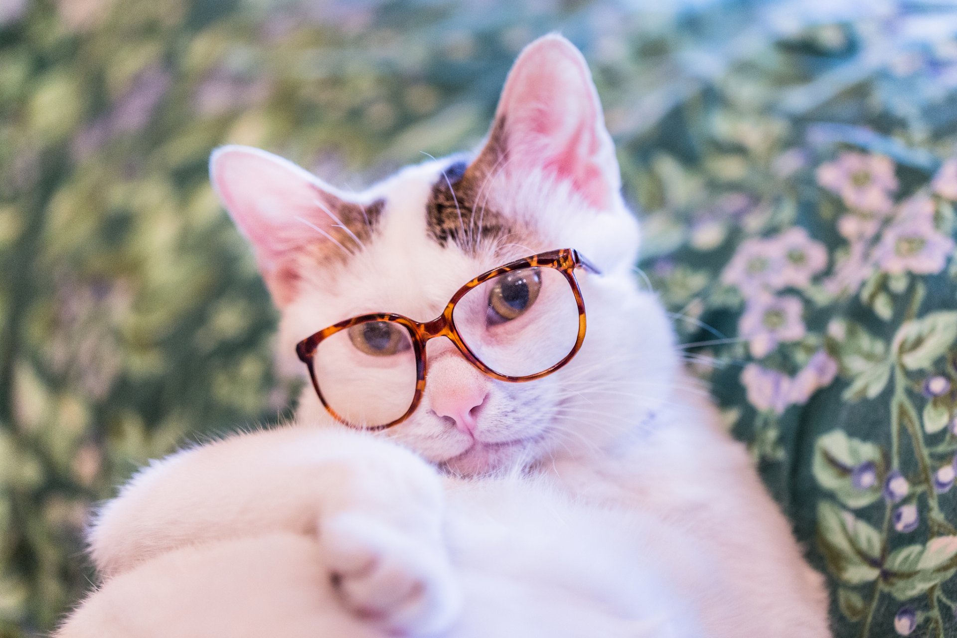 chat chat kote lunettes vue