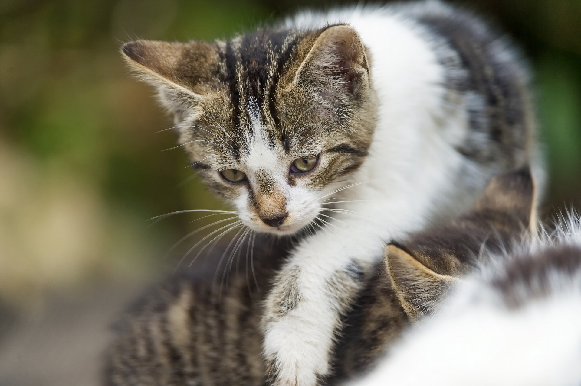 chat bébé