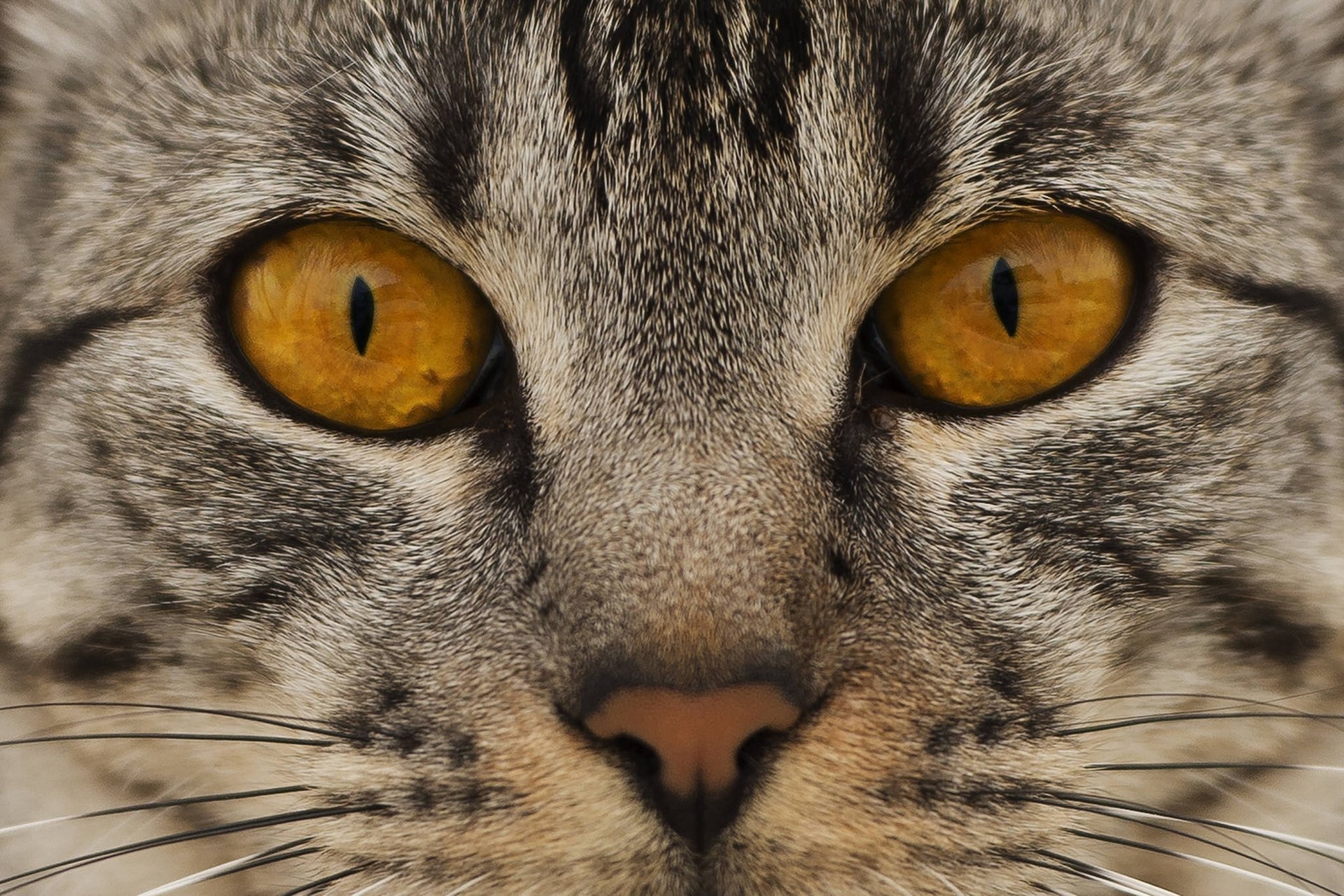 katze katze schnauze nase augen blick