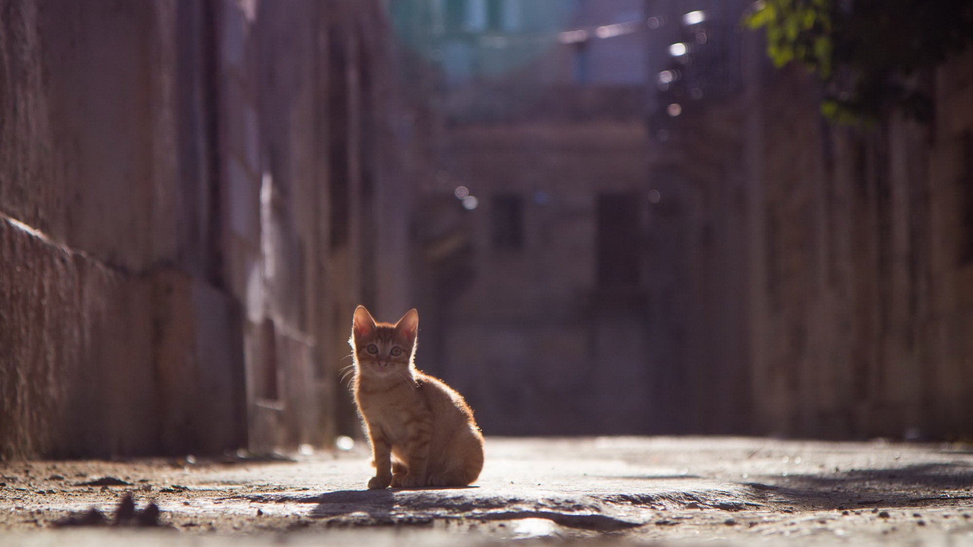 gatito pelirroja mirada calle bokeh verano