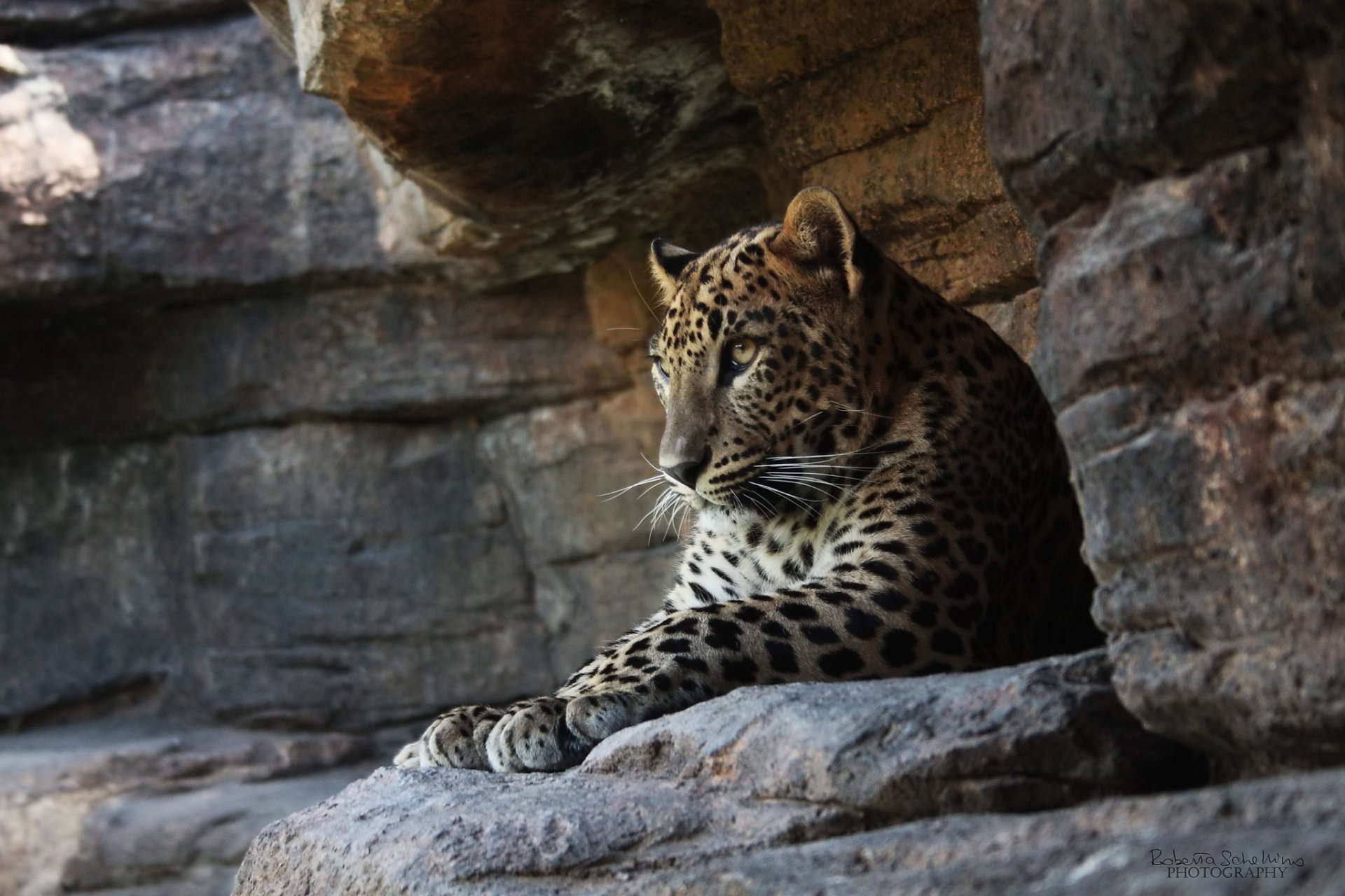 leopard felsen erholung katze raubtier