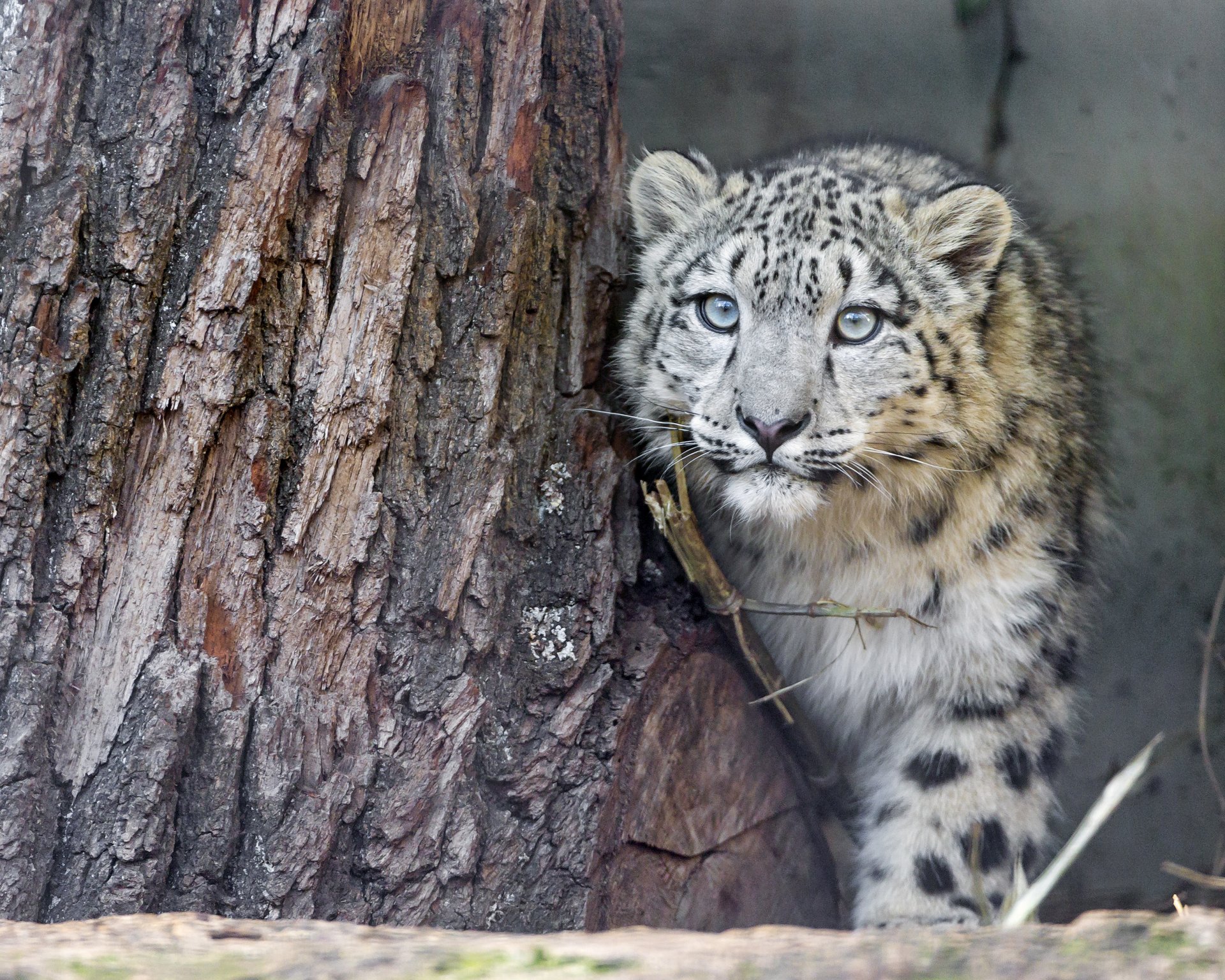 schneeleopard irbis katze baum blick ©tambako der jaguar