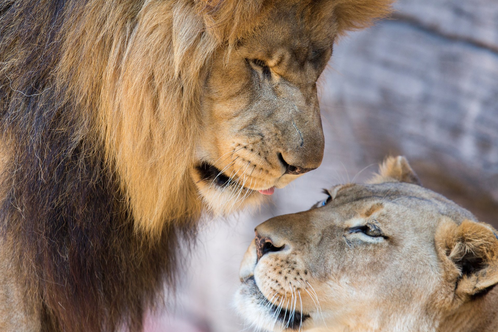 lions leo lioness couple love