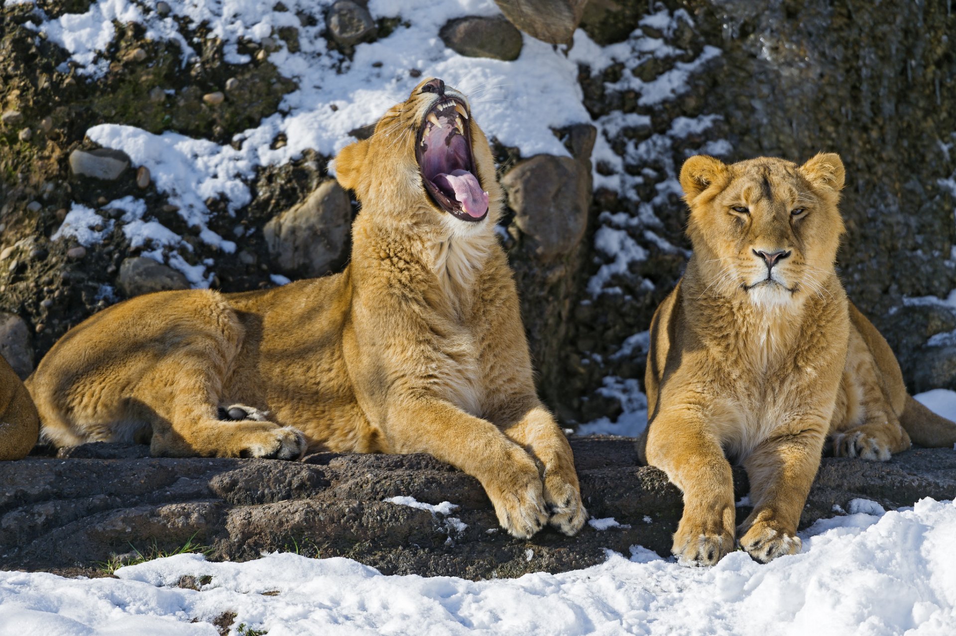 leoni gatti neve sbadigli coppia leone ©tambako the jaguar