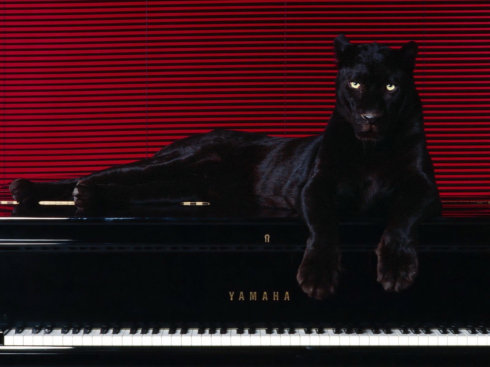 panther piano line