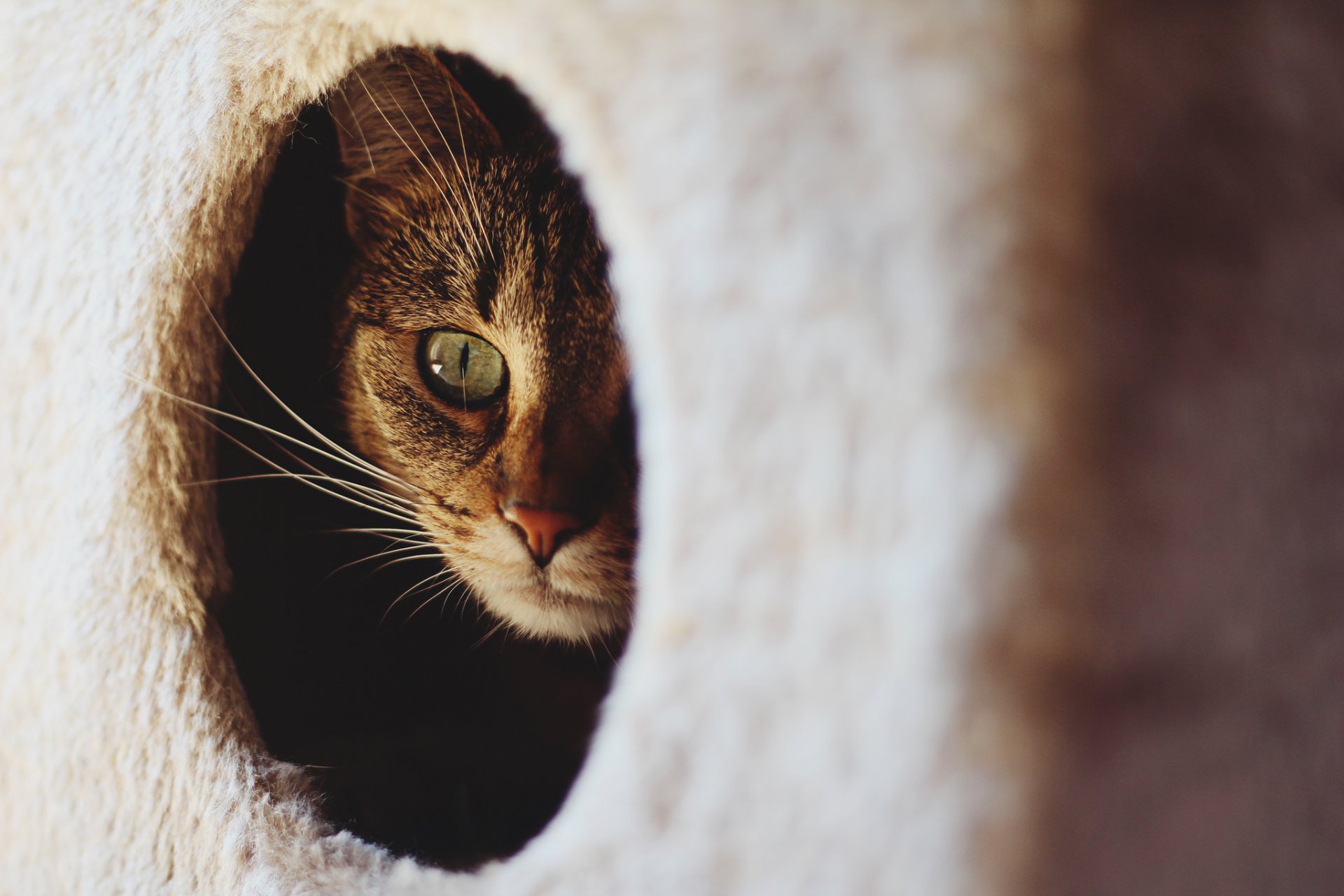 katze auge schnurrbart guckt aus