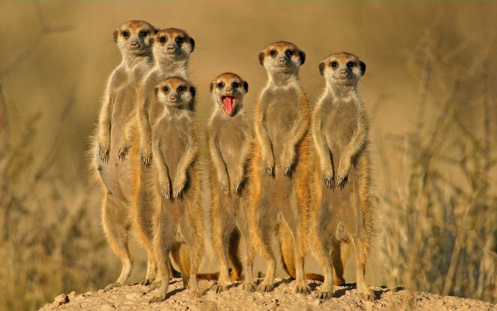 animaux suricates groupe