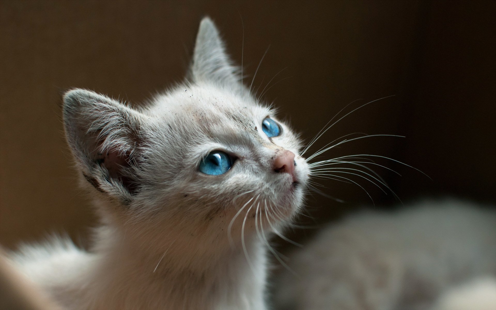 katze blick hintergrund