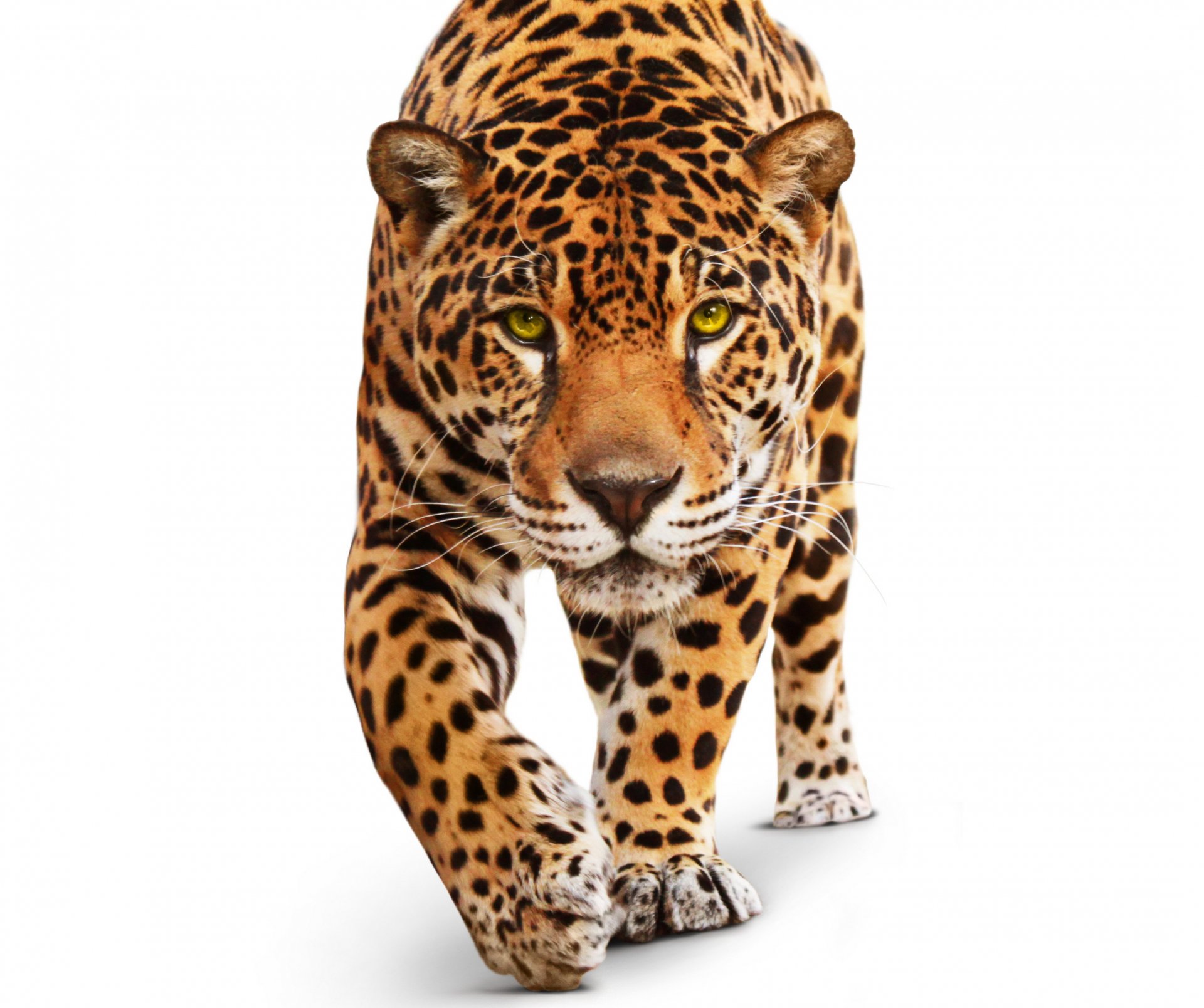 jaguar animals predator wild cat green eyes white background