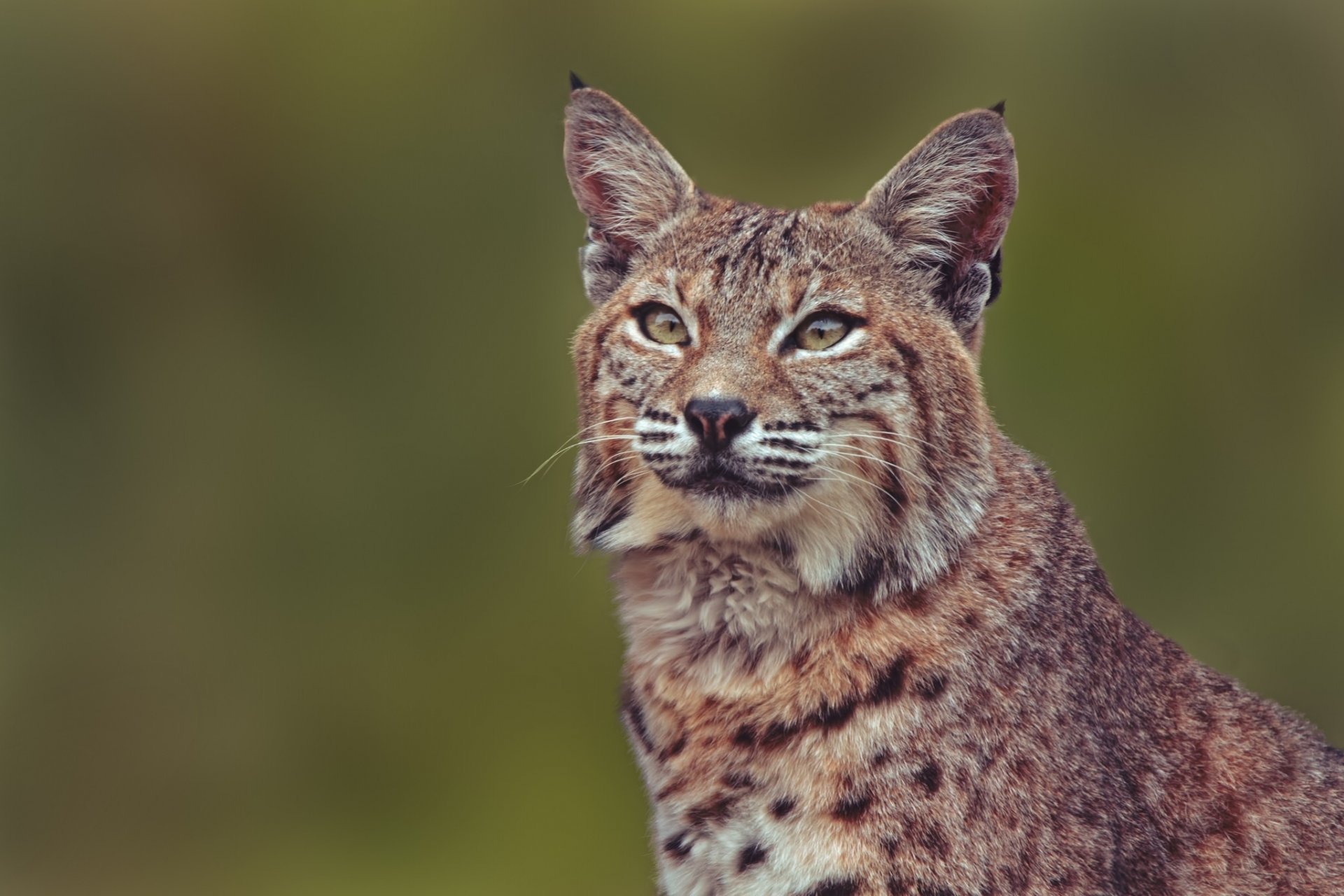 lince gato salvaje retrato