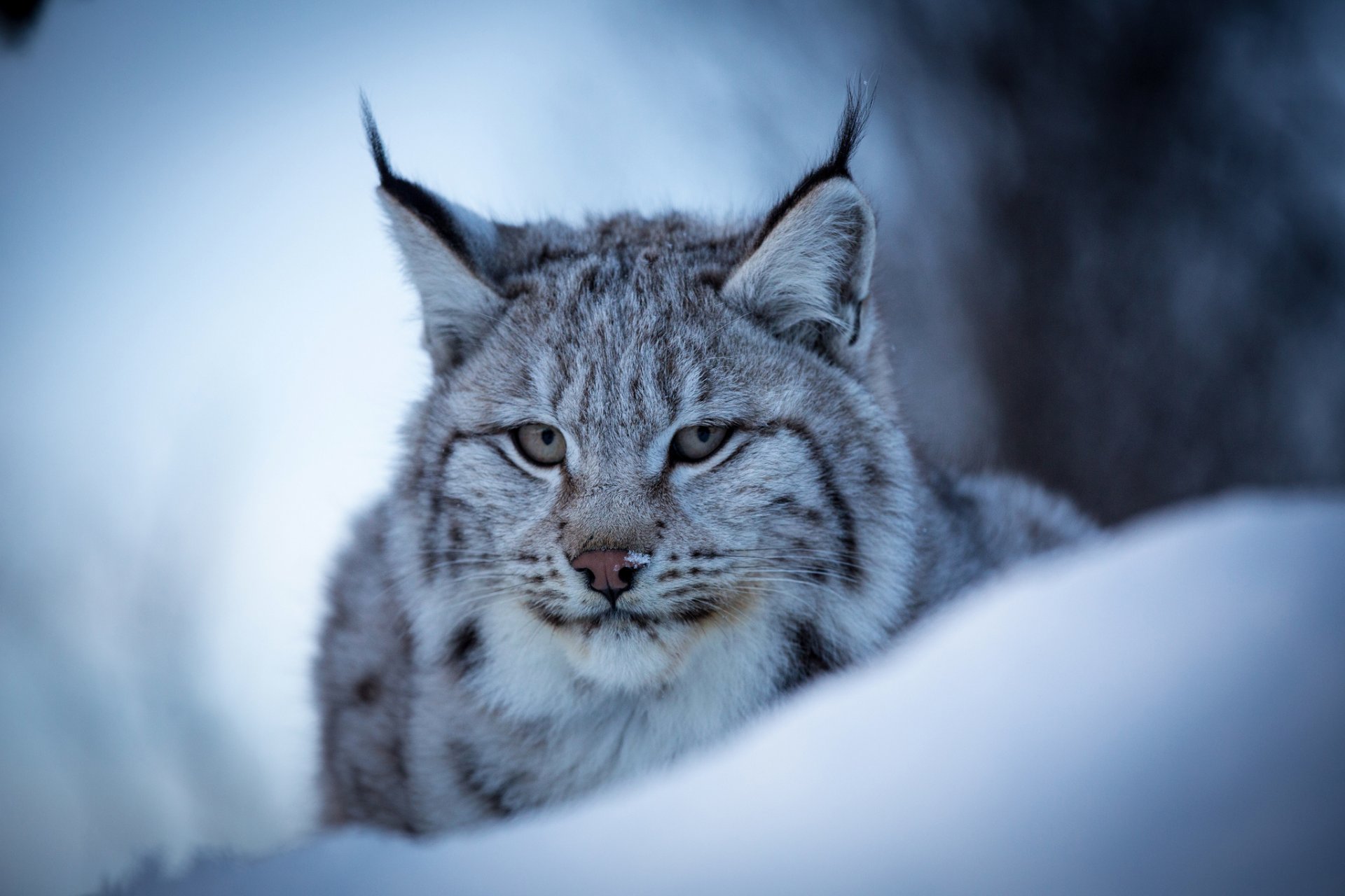 lynx eurasian wild cat face portrait snow winter