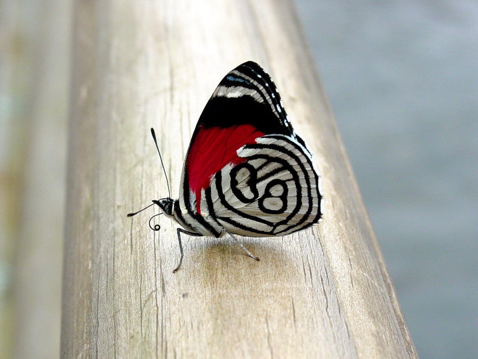 mariposa patrón