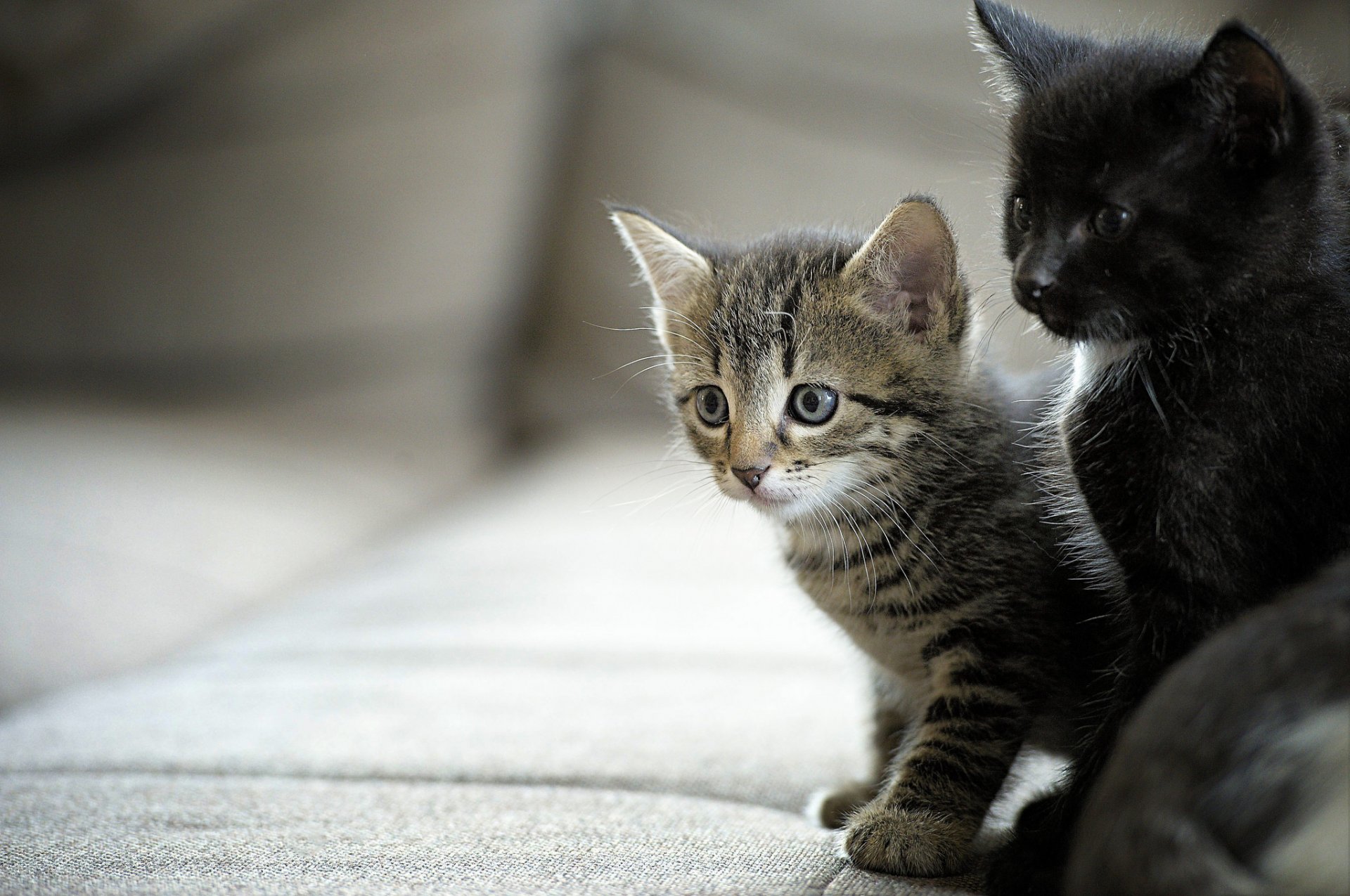 chatons bébés couple