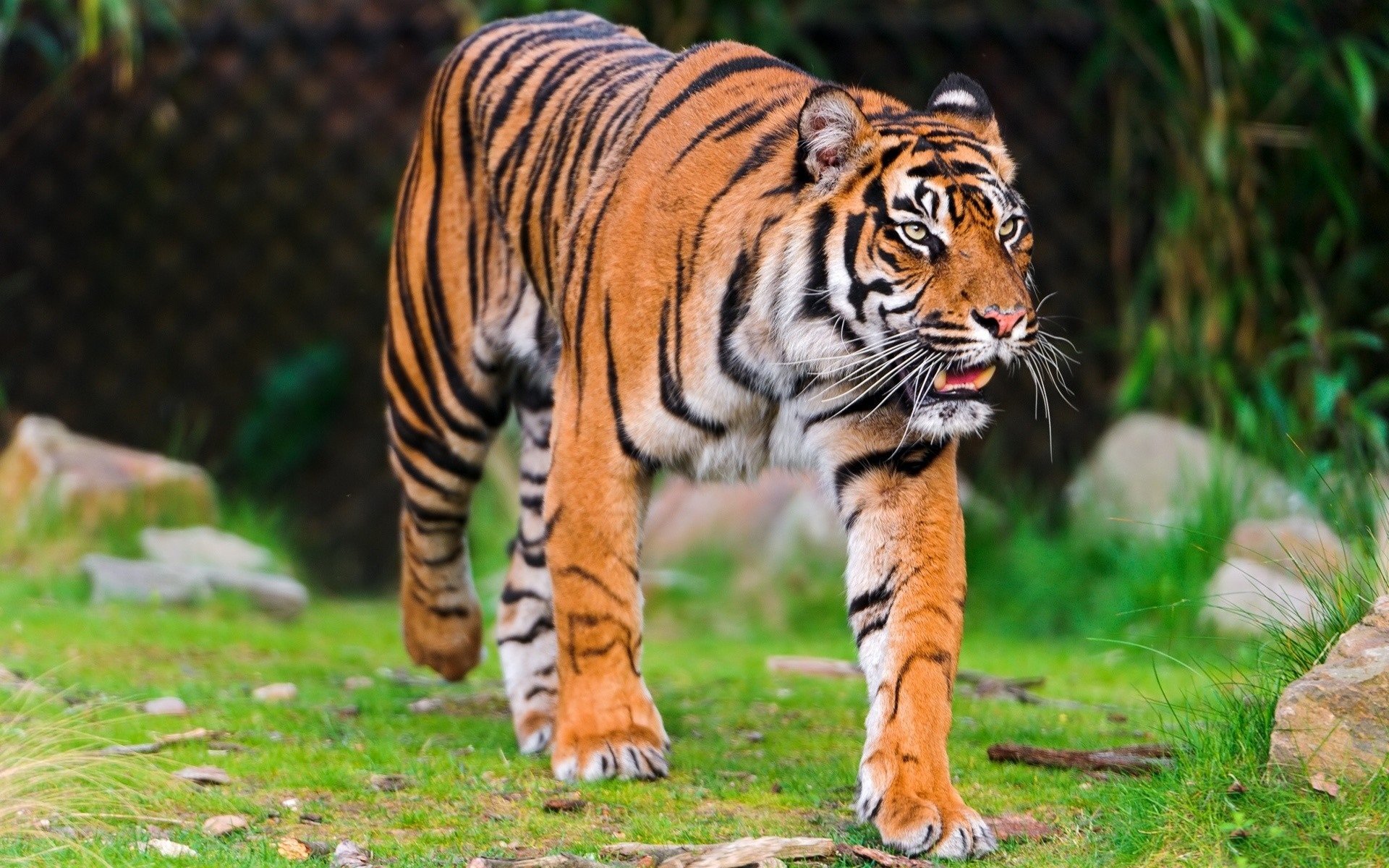 tigre passeggiata predatore ispezione tabby