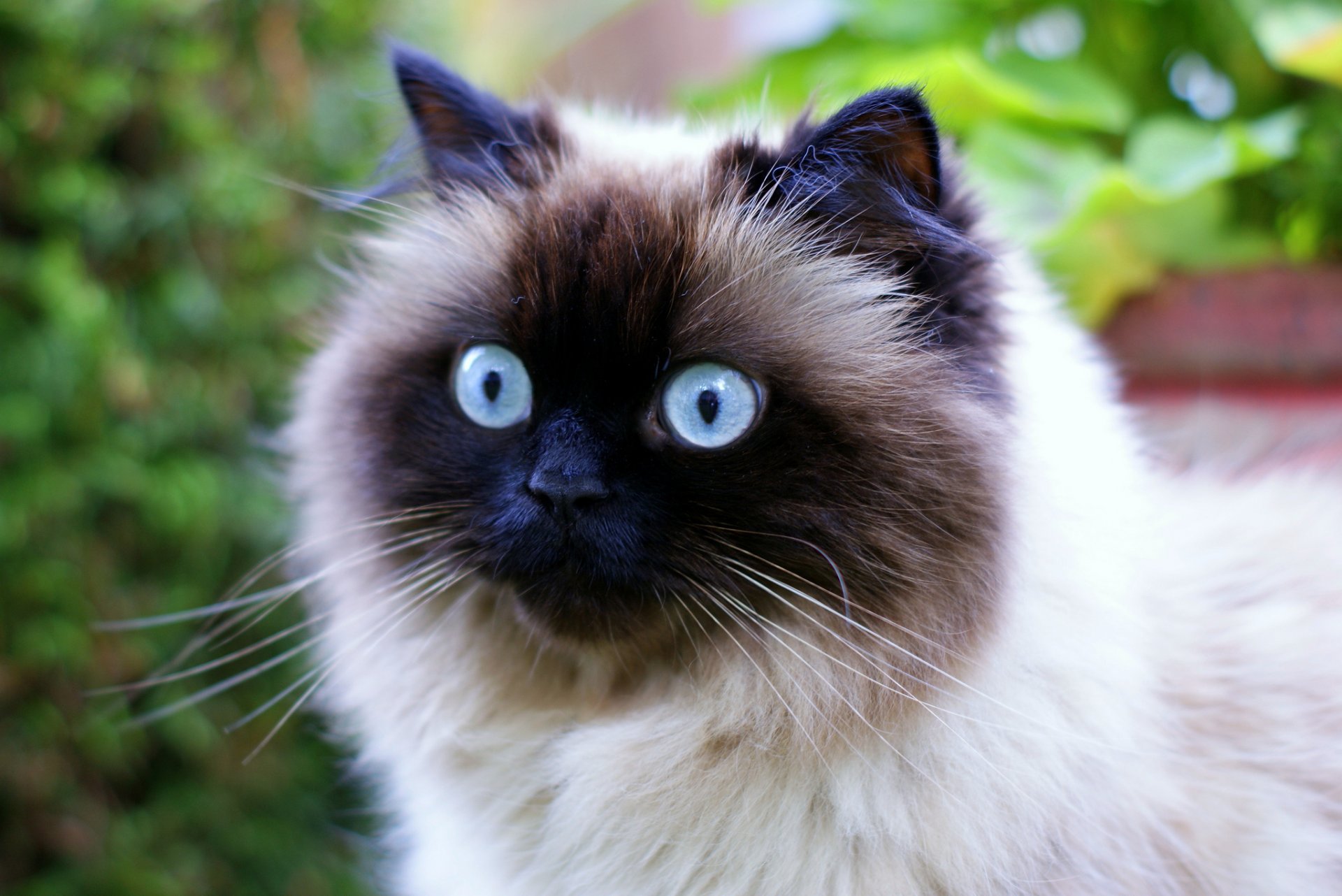 chat yeux bleus museau